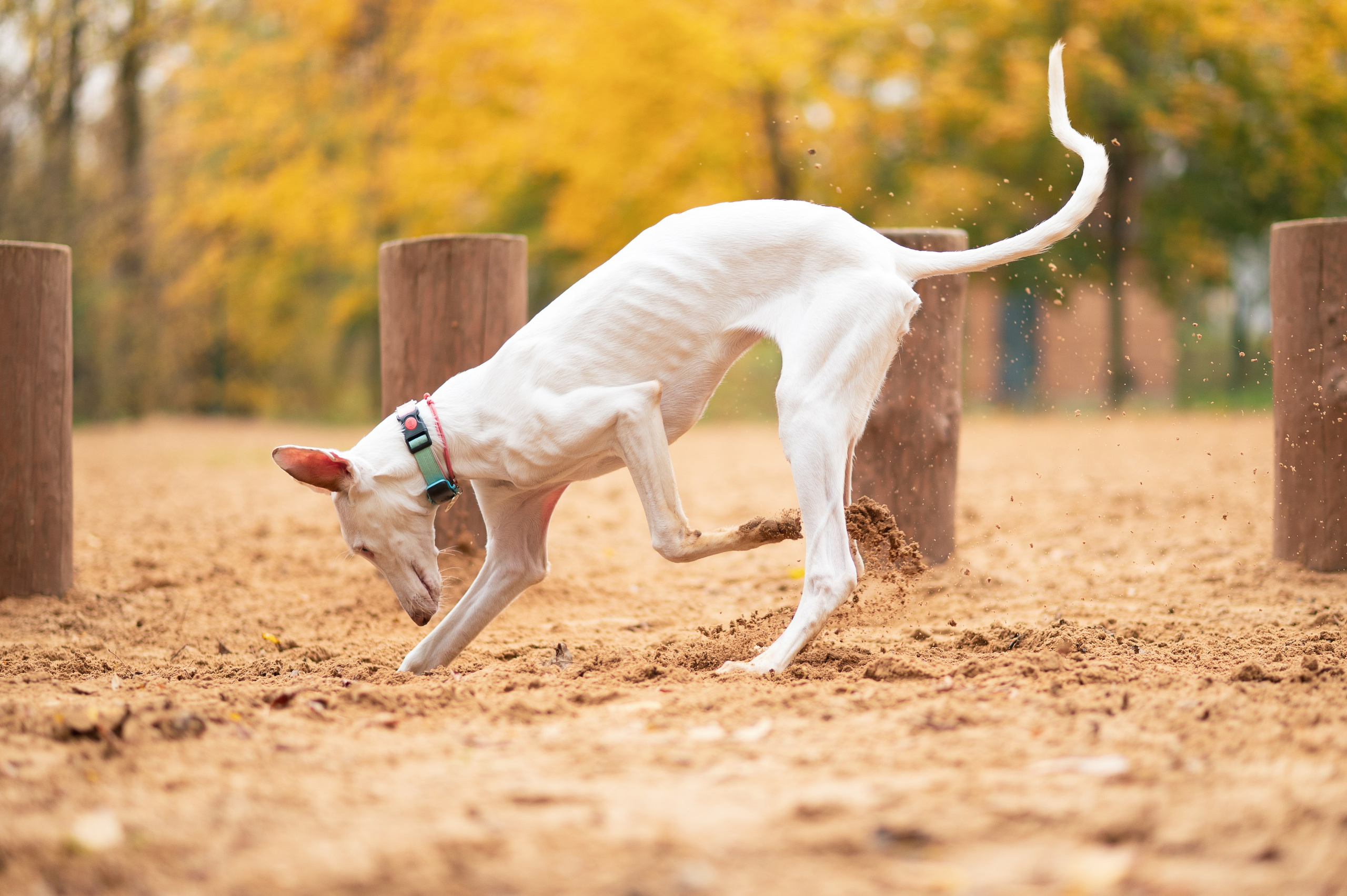 Питомцы. Портретный фотограф в Москве Полина Старцева