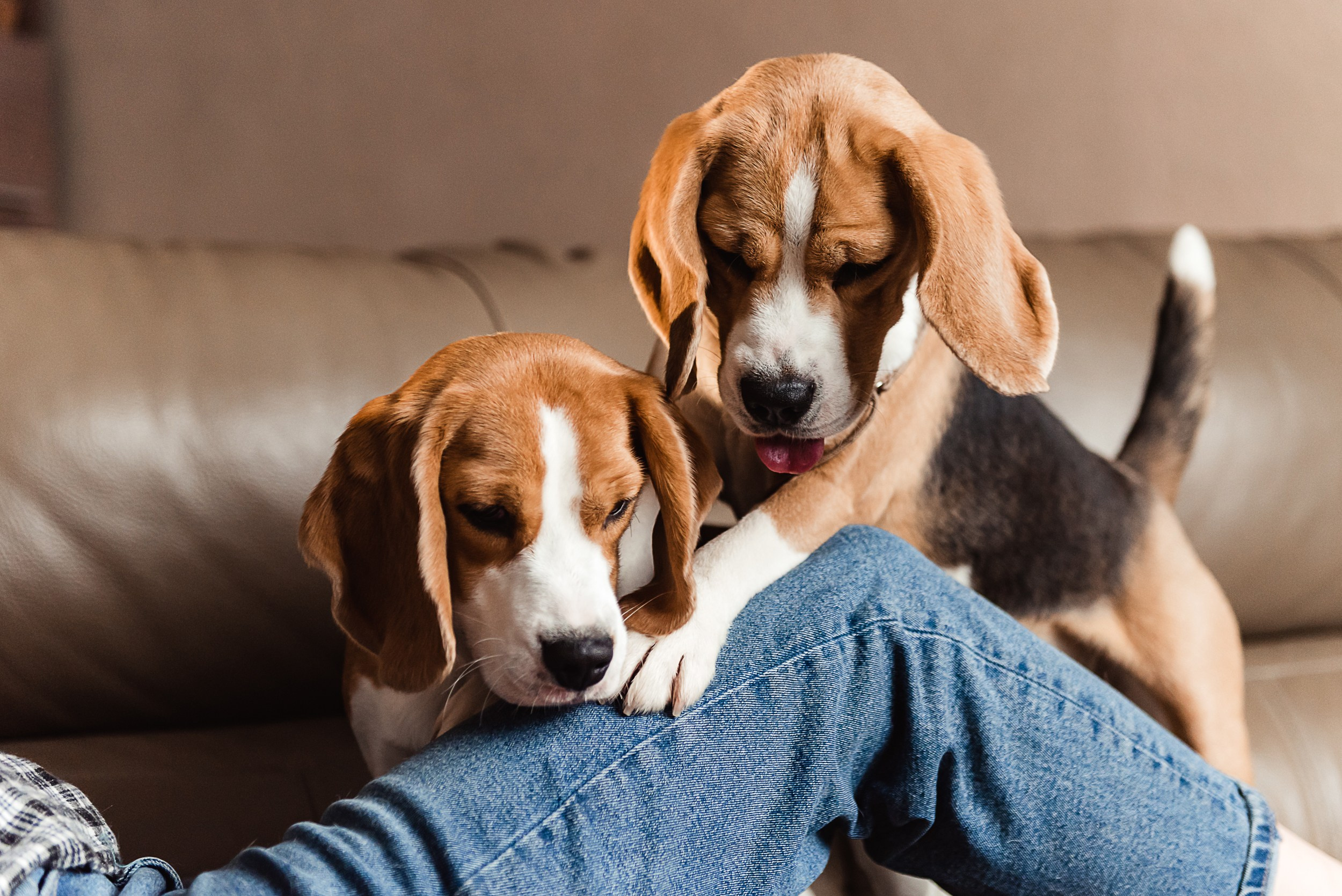 Оля, бигли и семья. Семейный Фотограф в Москве Ирина Хохлова