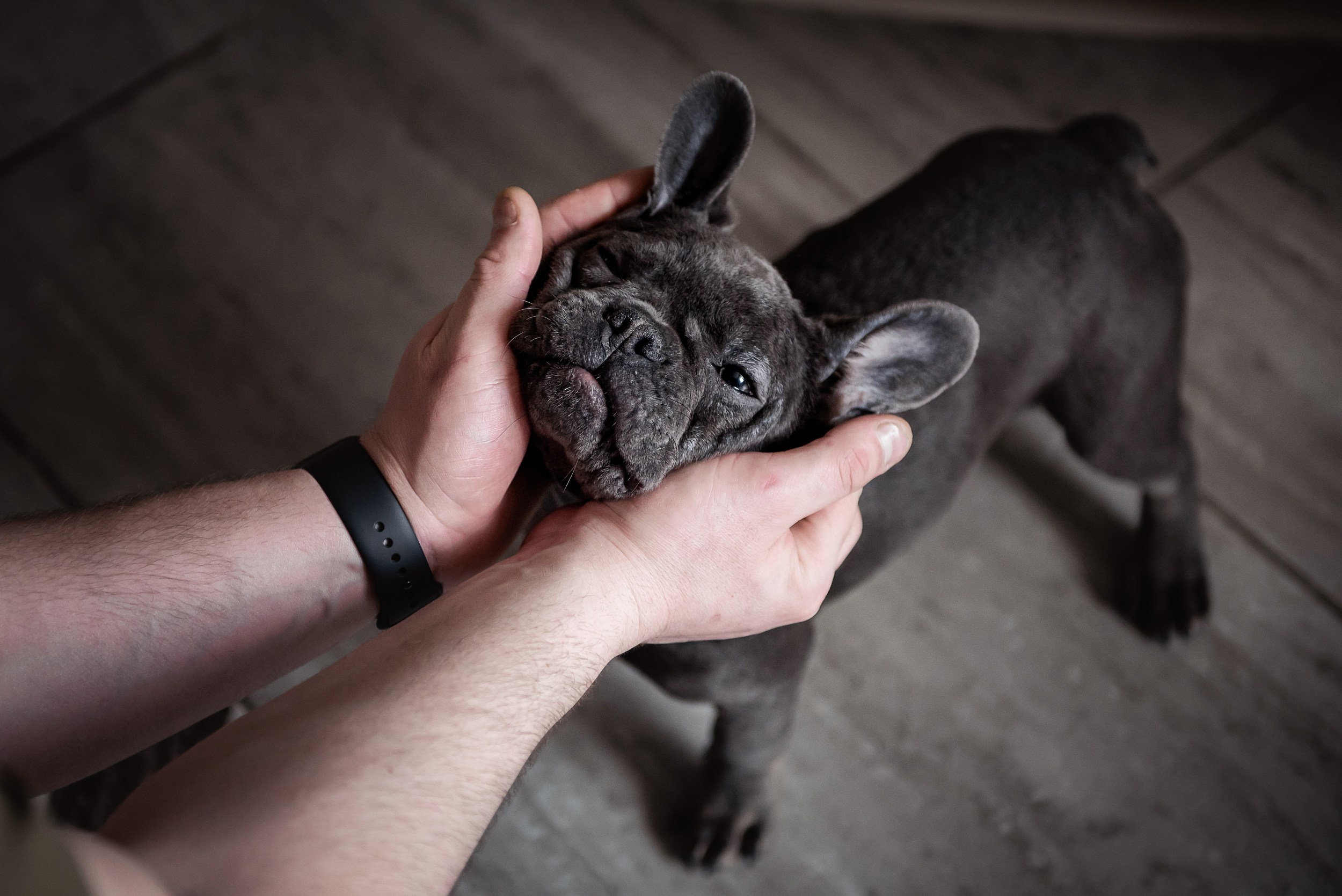 Бульдоги и компания. Семейный Фотограф в Москве Ирина Хохлова