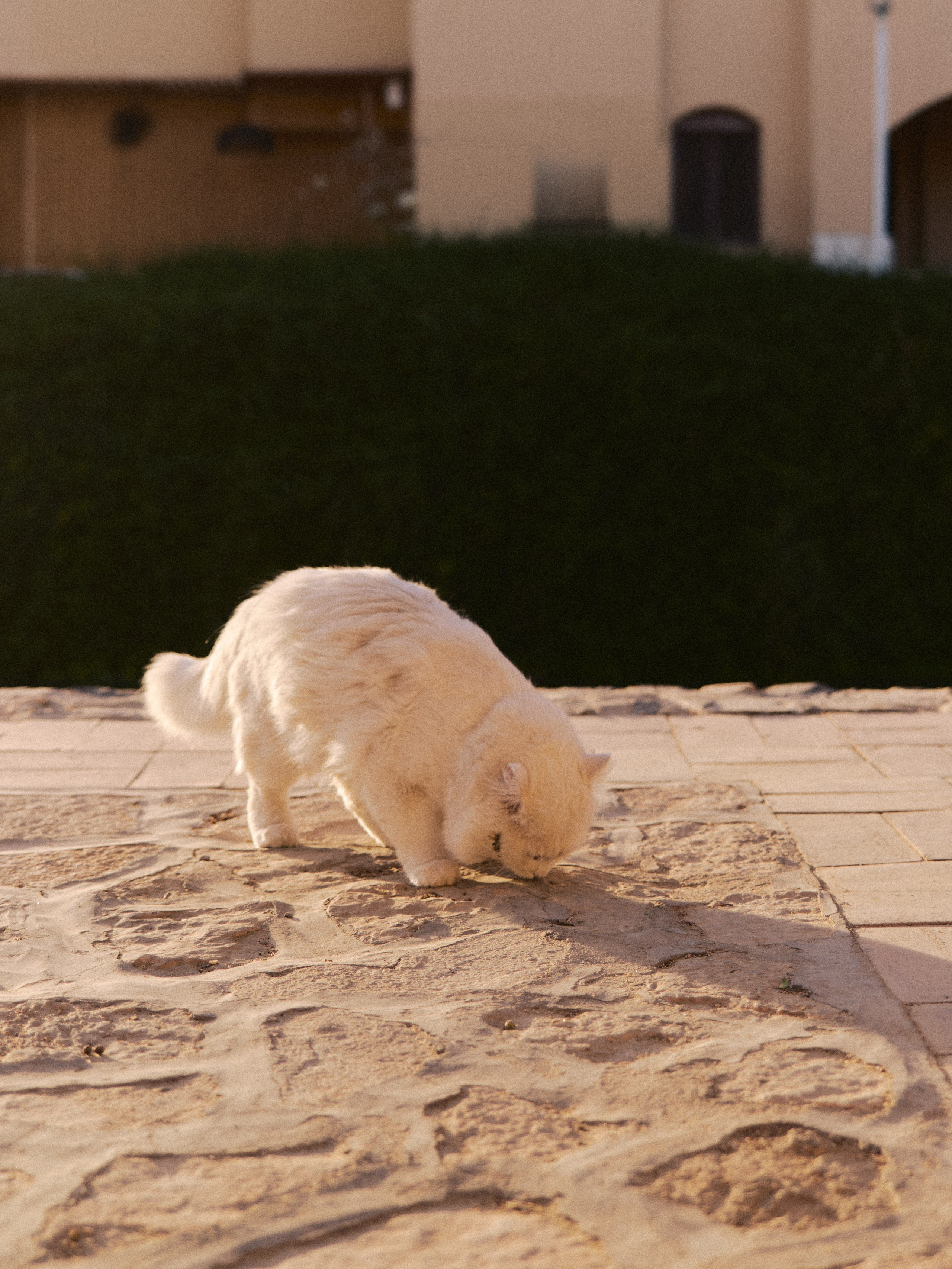 Другое 2. Jorgis Talè — photographer, kind person, teacher of arts and other mag