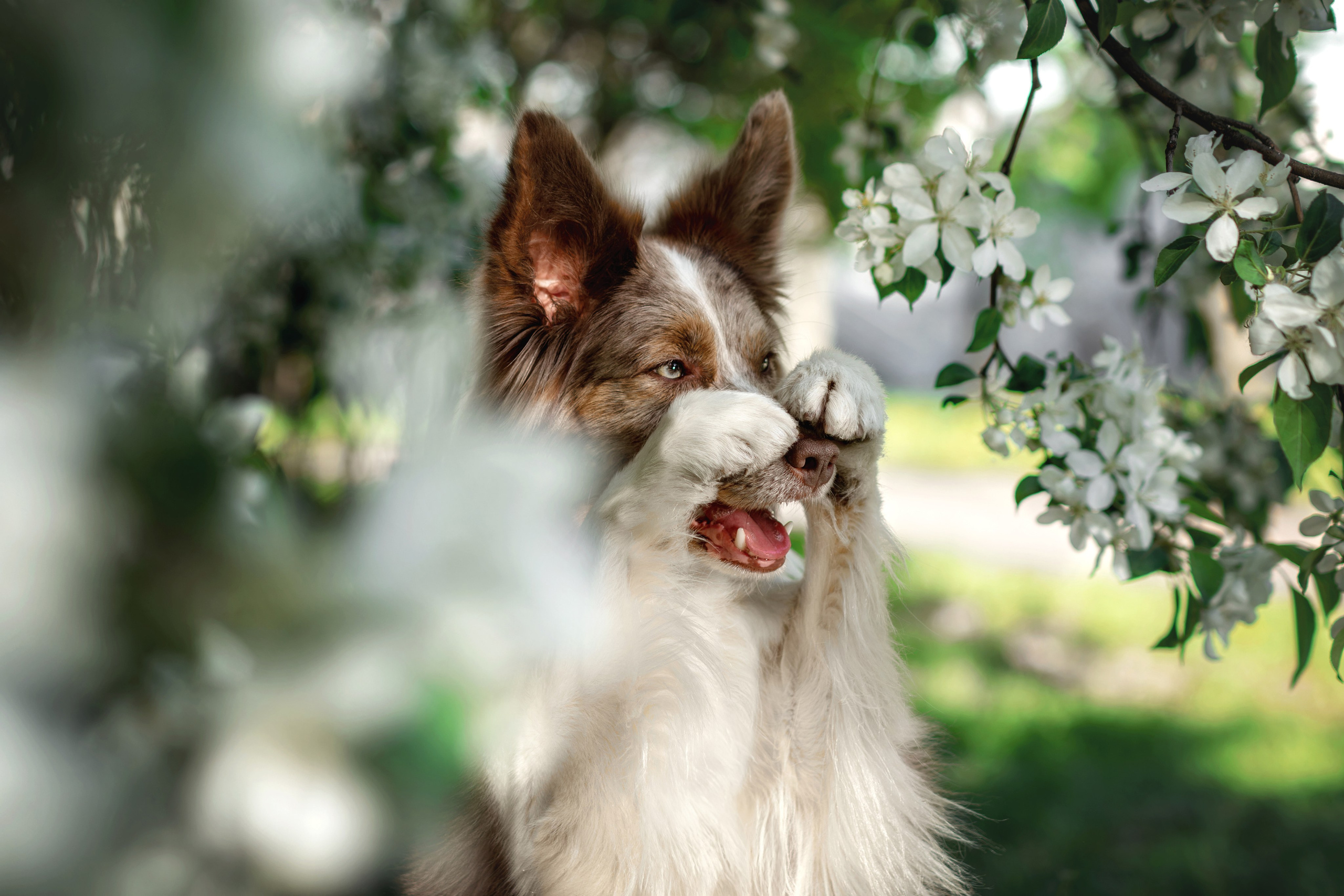 Собаки. Фотограф-анималист Юлия Зубкова