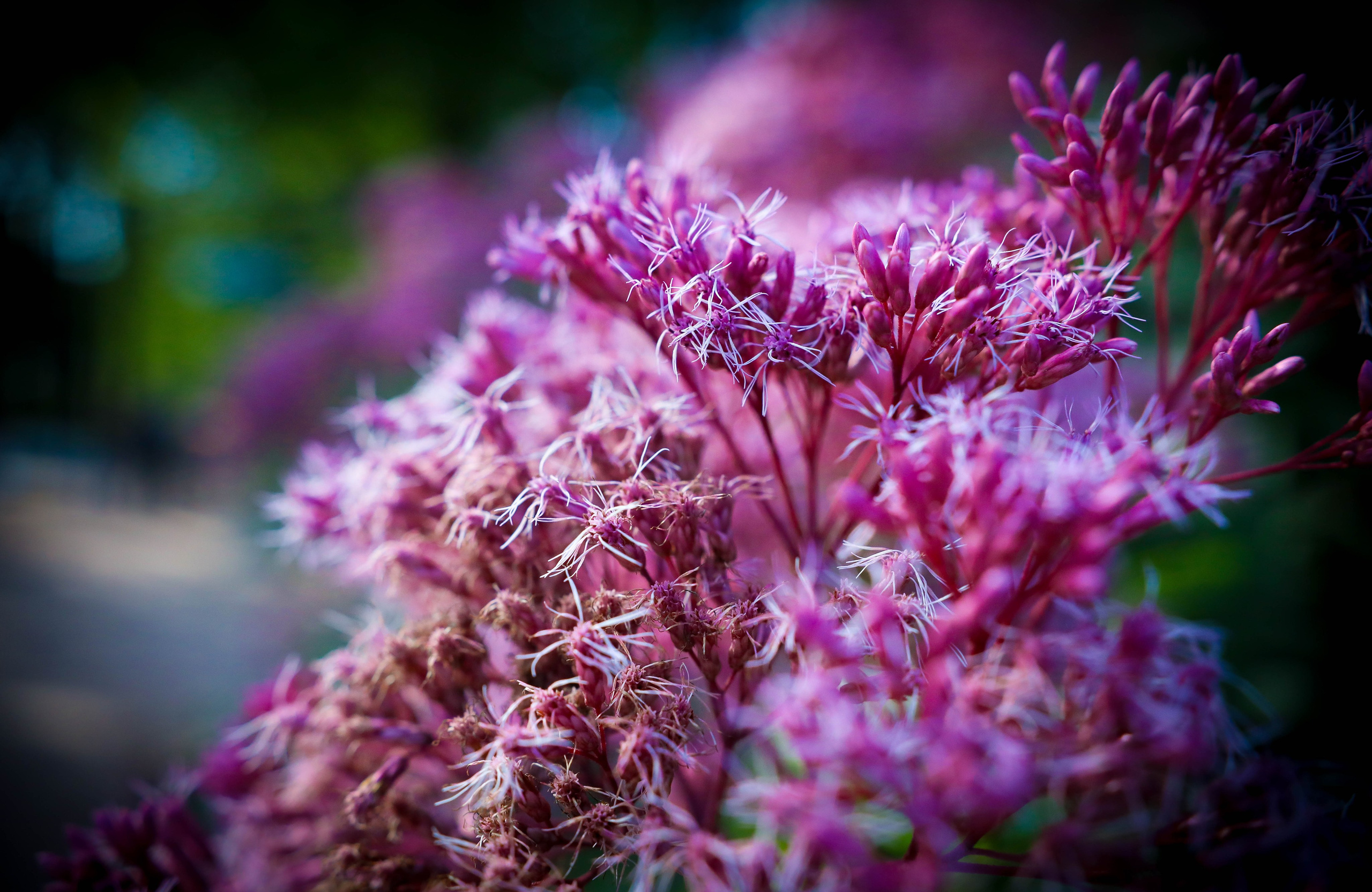 САНКТ- ПЕТЕРБУРГ. ALENA POGODAEVA — PHOTOGRAPHY (фотограф)