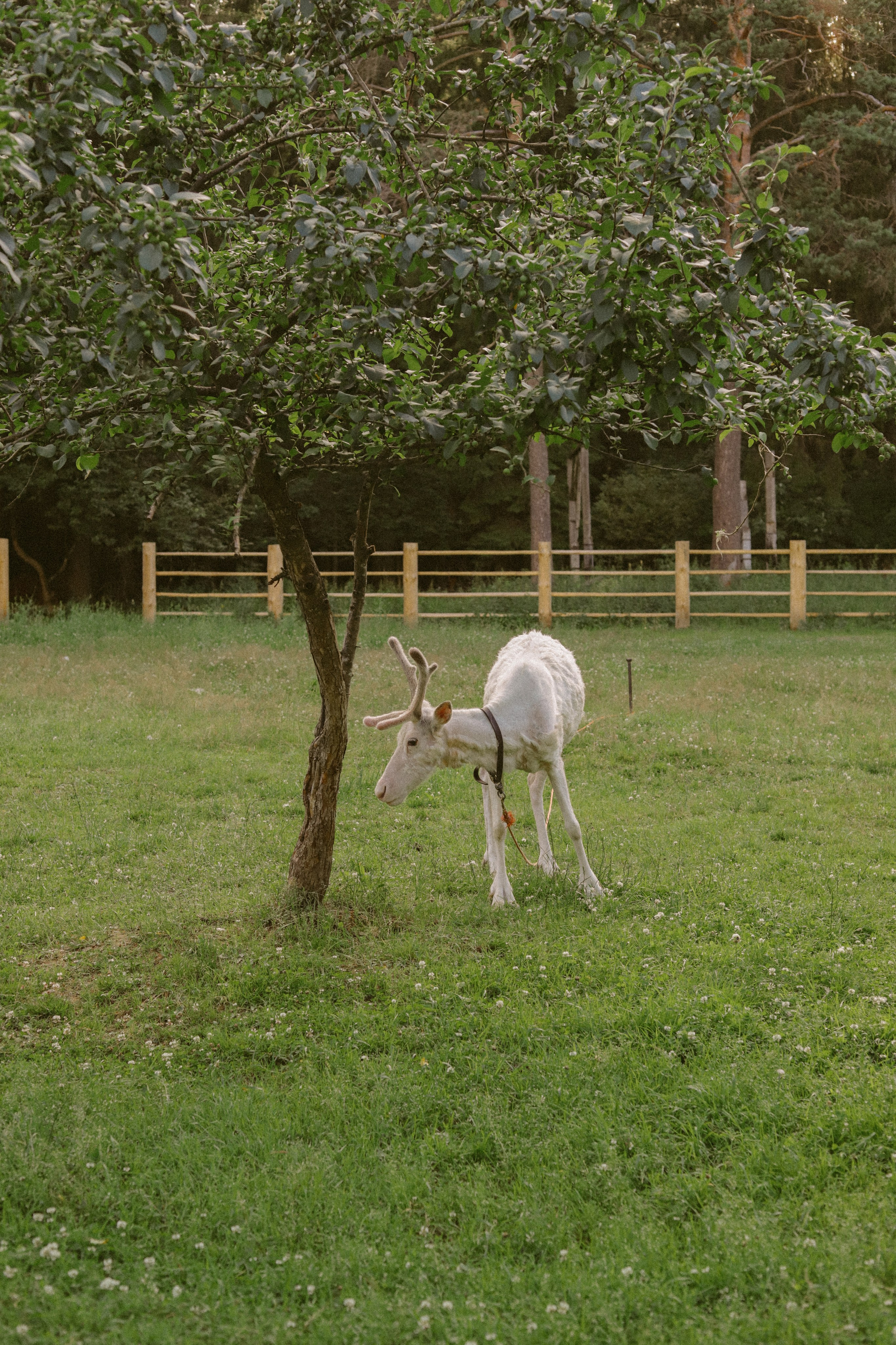 Ферма. Фотограф Москва и Санкт-Петербург
