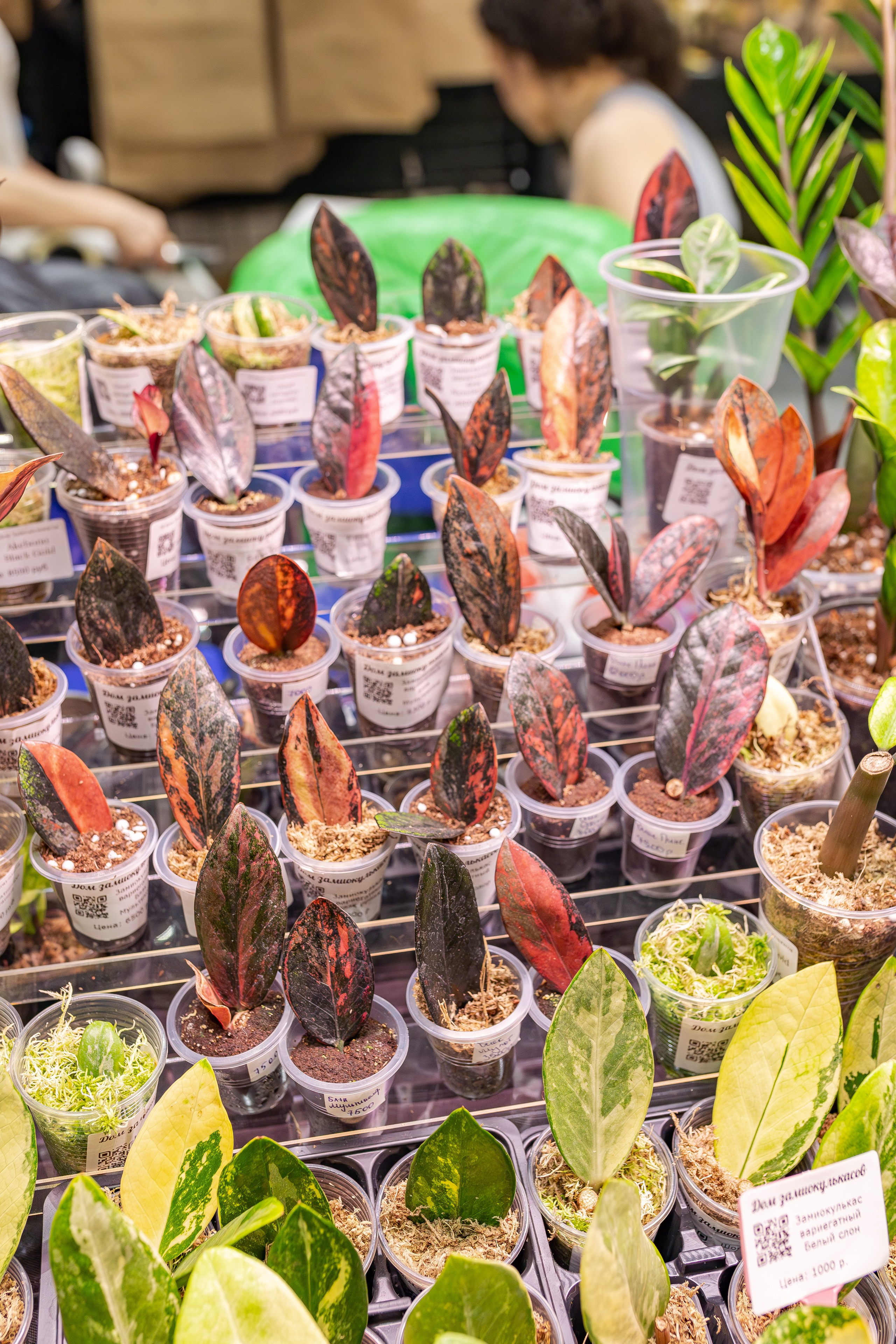 Монстериум апрель 2026. Александра Куликова фотограф, Москва