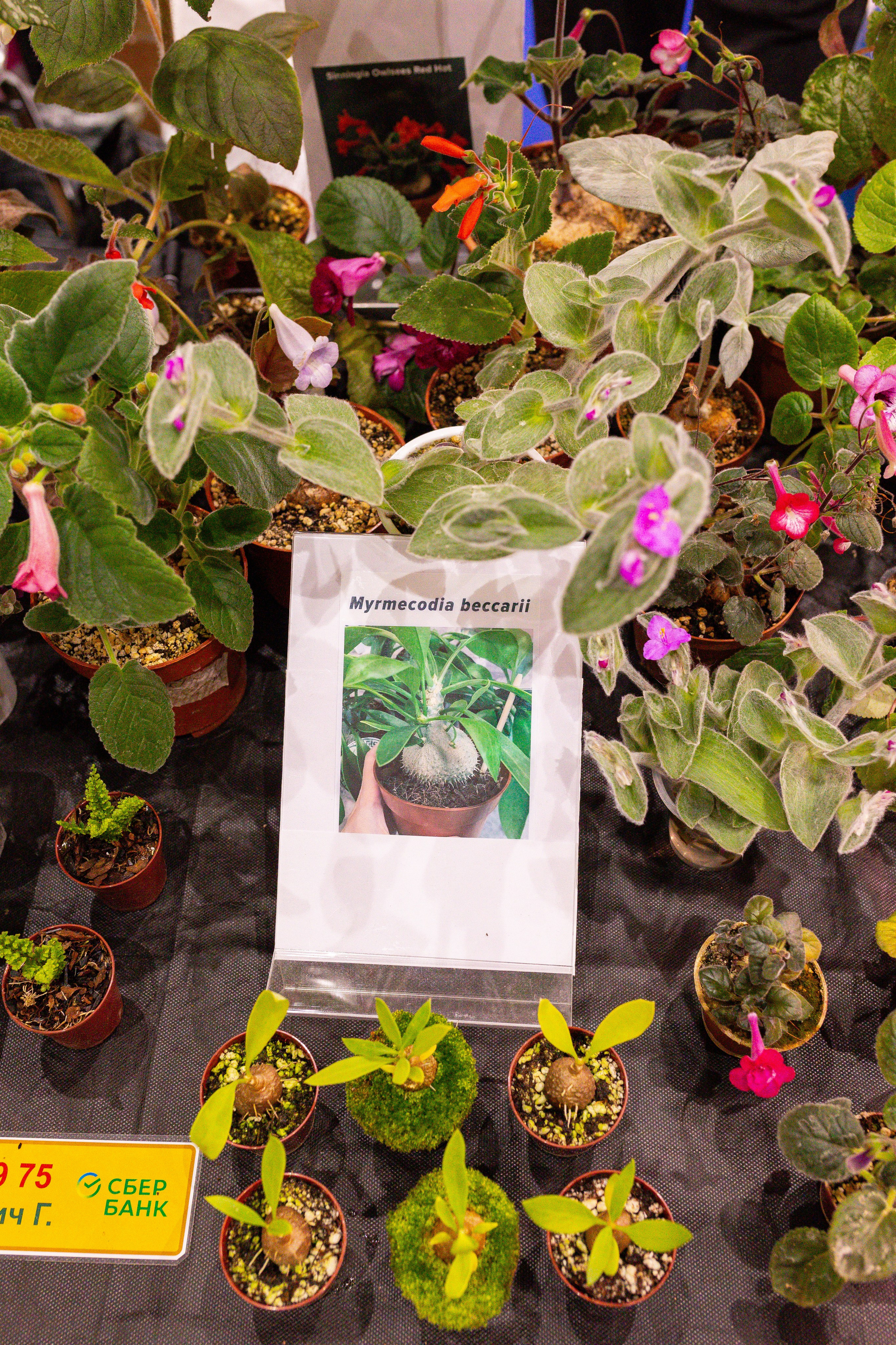 Монстериум 11–12 октября. Александра Куликова фотограф, Москва