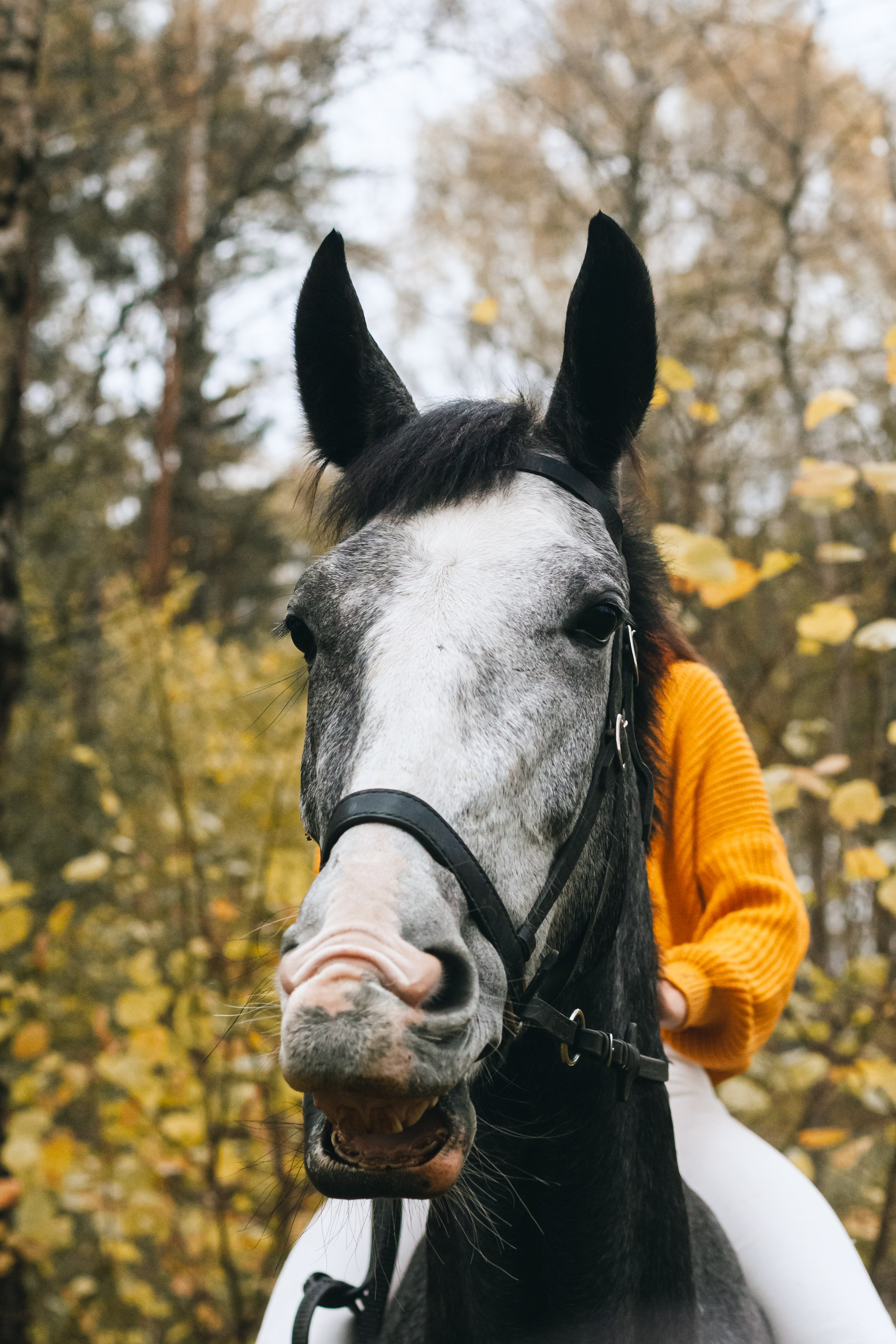 Аня и Джози. Фотограф-анималист Татьяна Степанова