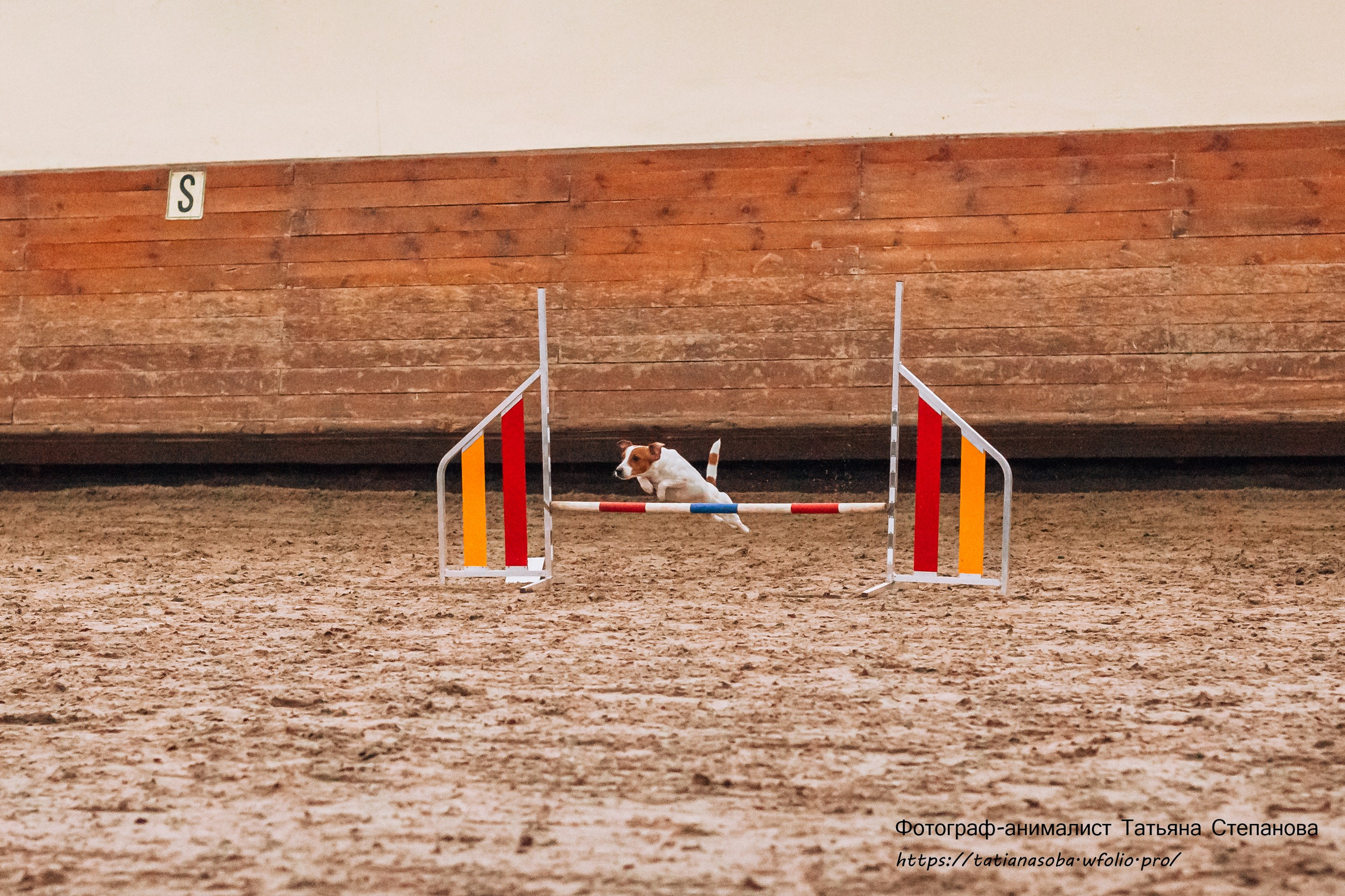 Соревнования по Аджилити 25.02.2024. Фотограф-анималист Татьяна Степанова