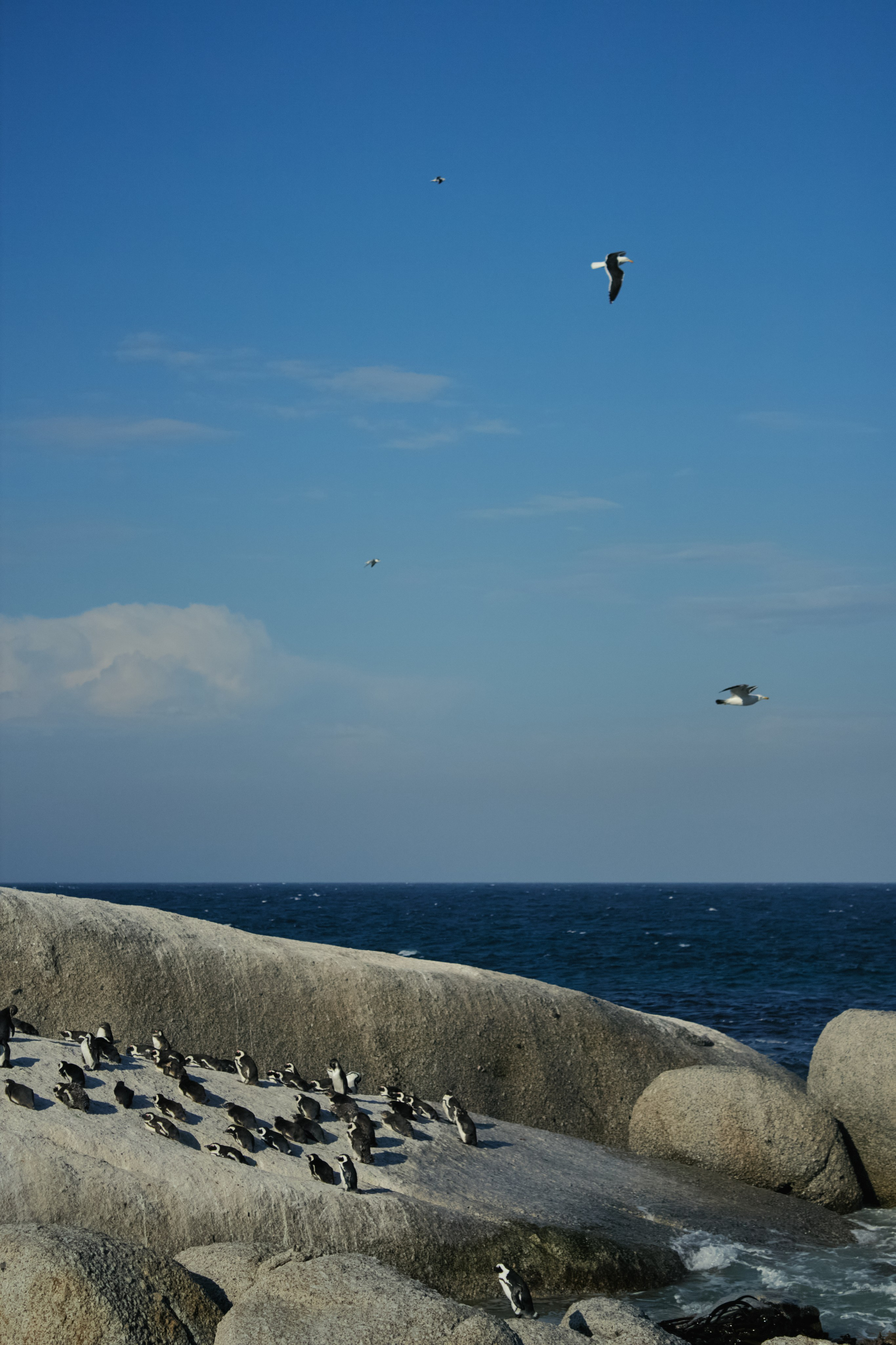 ЮАР. Профессиональный Фотограф во Владимире, в Москве и в Суздале — Полина Романычева