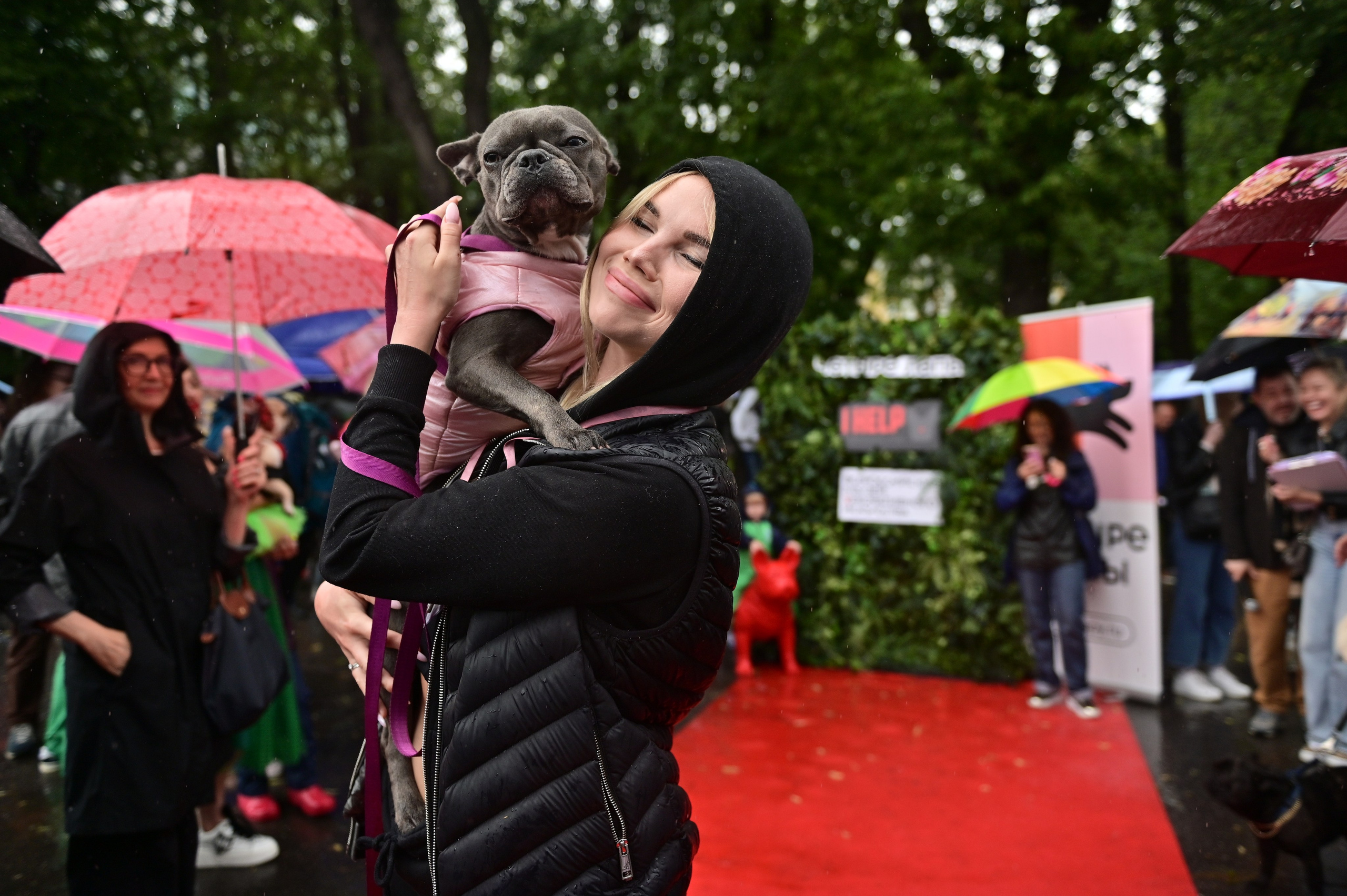 Парад французский бульдогов. Анна Пушина, фотограф, Москва, Королев, Пушкино