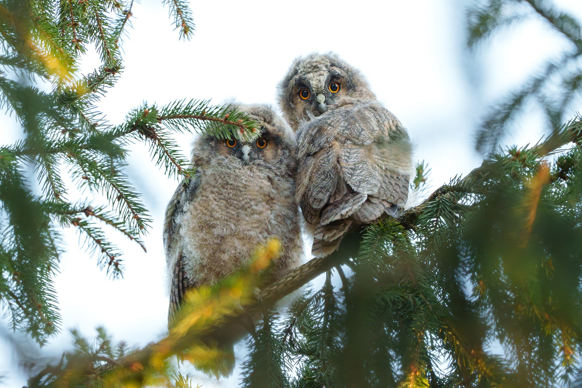 Удивительные мир птиц. Вокруг нас столько прекрасного — присмотритесь!. Ваш личный фотограф Марина Волкова