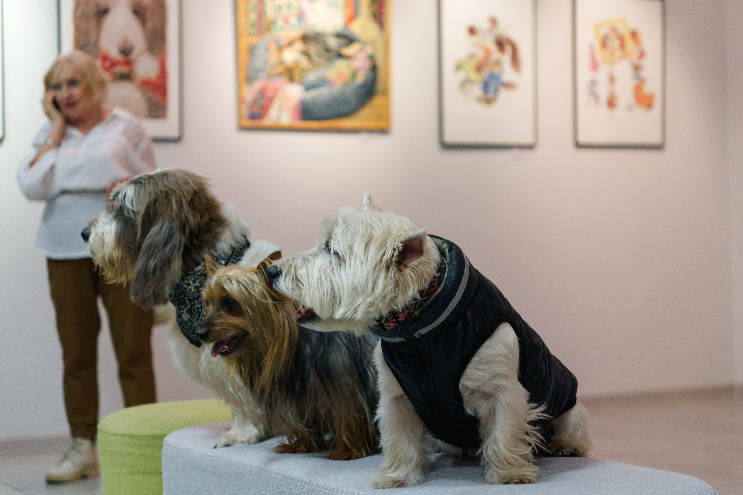 Открытие 11 фестиваля анималистики «Зооарт». Фотограф в Санкт-Петербурге Ибрагимова Алина