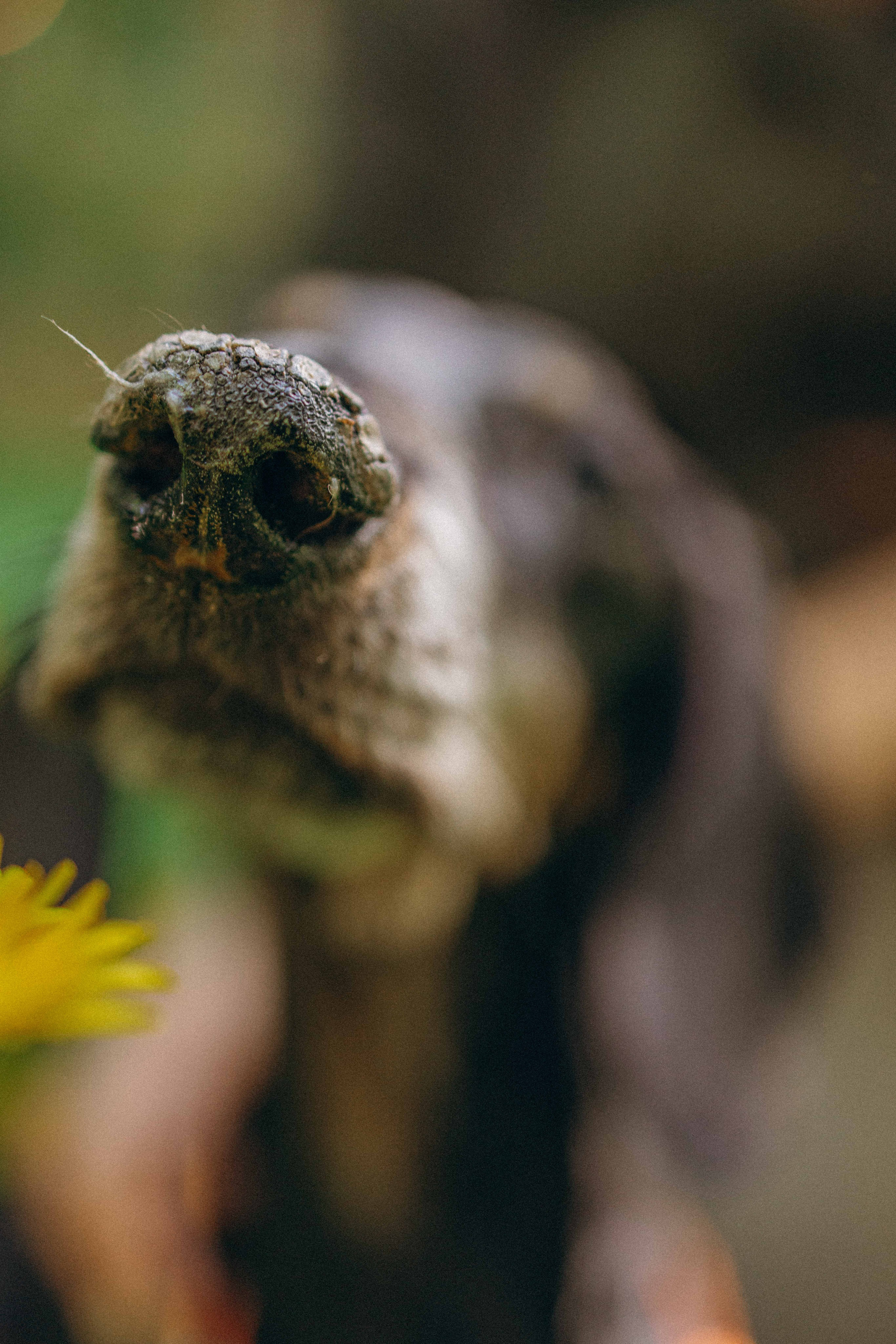 Наталья, Марфа и Норд. Фотограф-анималист в Москве Лера Черноног