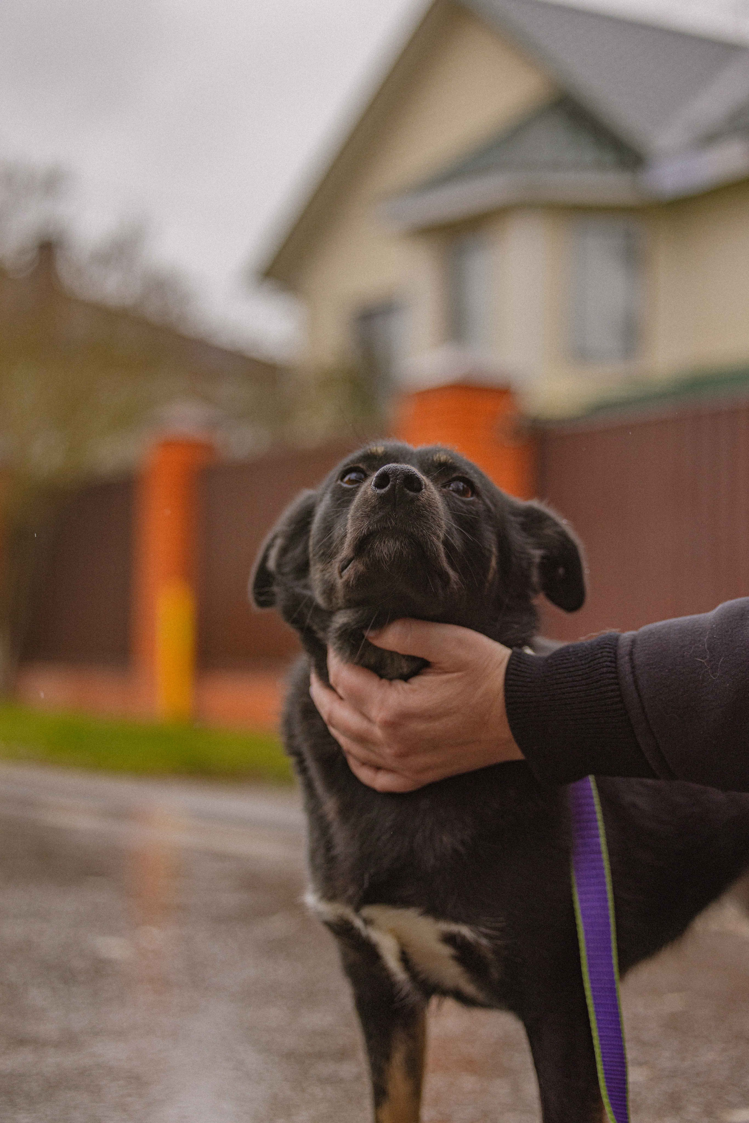 Передержка. Фотограф-анималист в Москве Лера Черноног