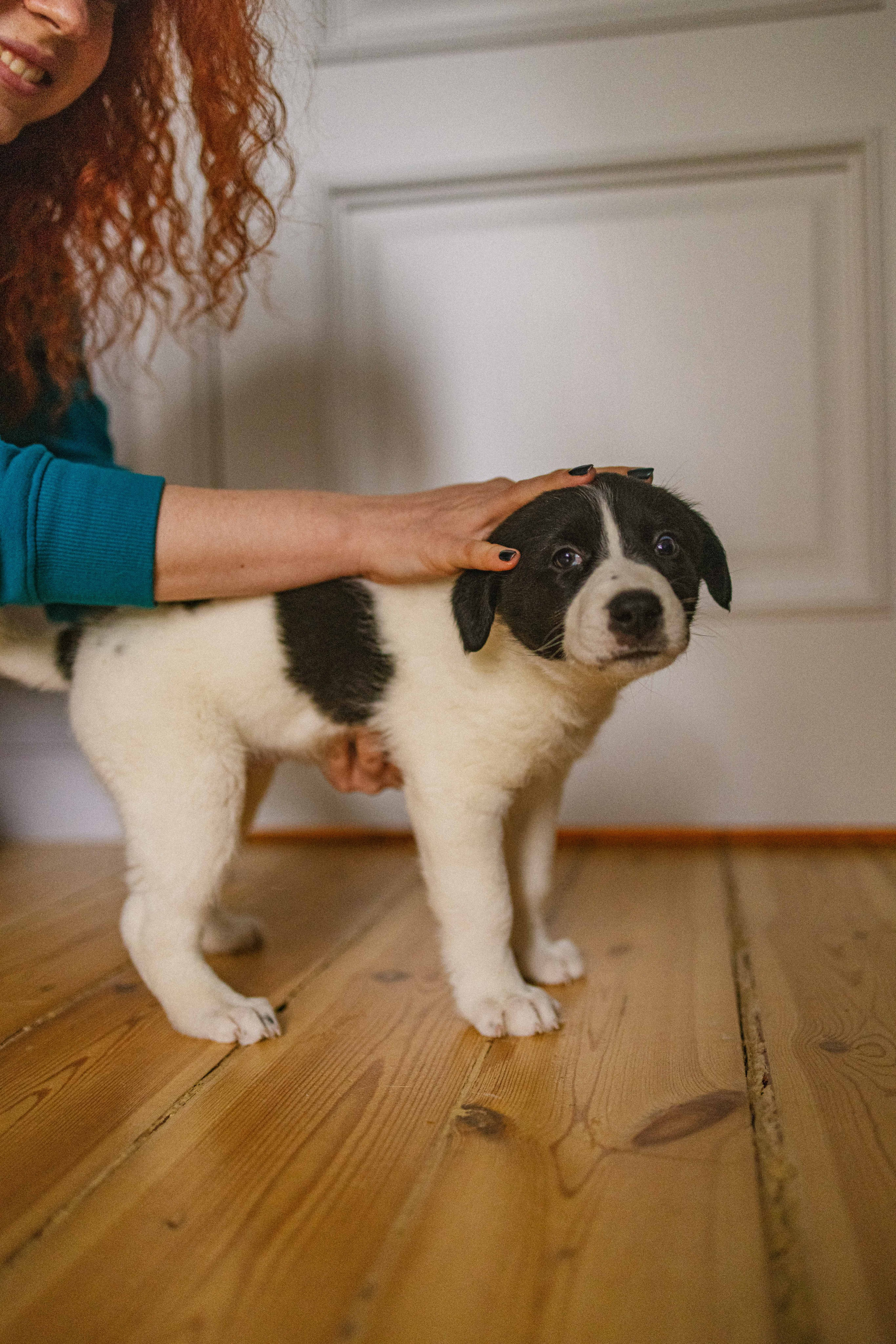 Щеночки. Фотограф-анималист в Москве Лера Черноног
