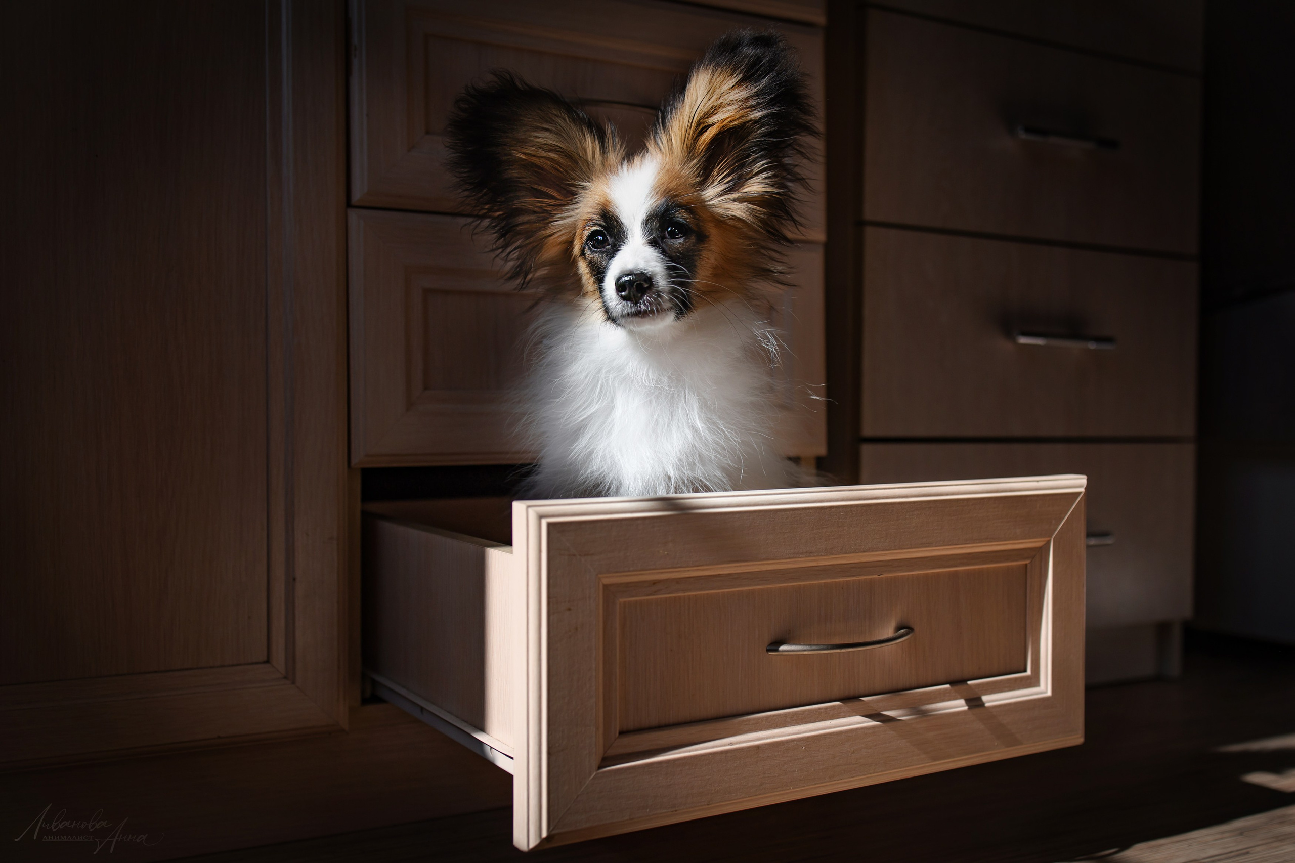 Хьюстон. Фотограф анималист Аня Ливанова | Рыбинск