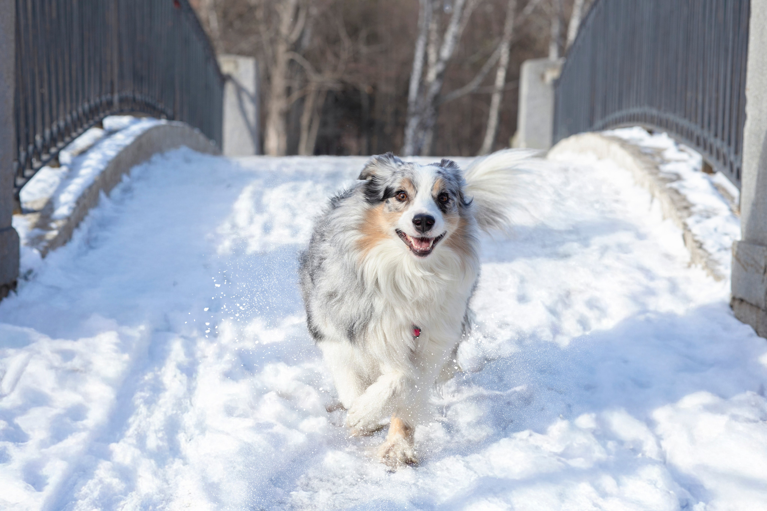 Съемка с собакой. Анастасия Белаш