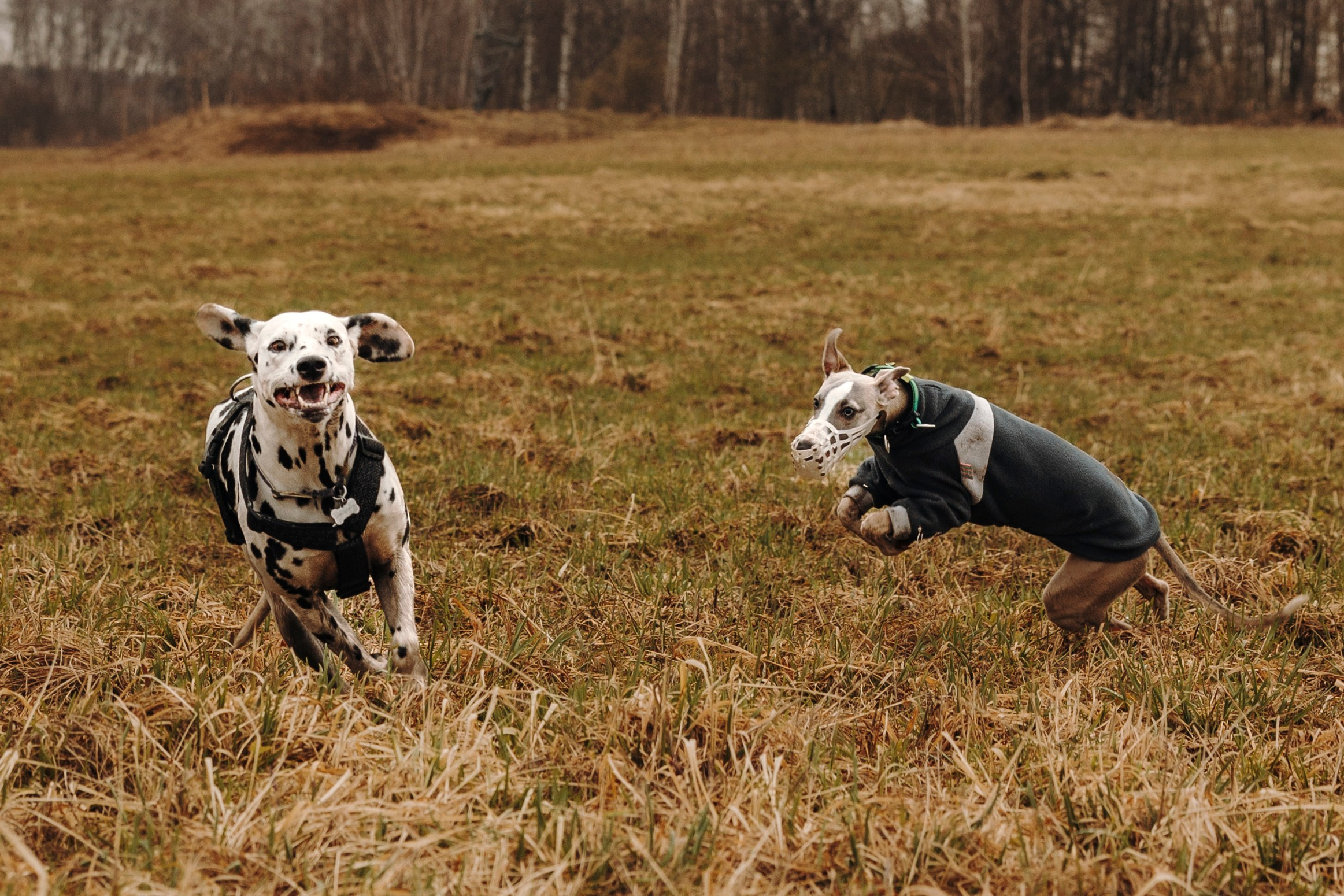 Смена в «DogCamp». Анастасия Белаш