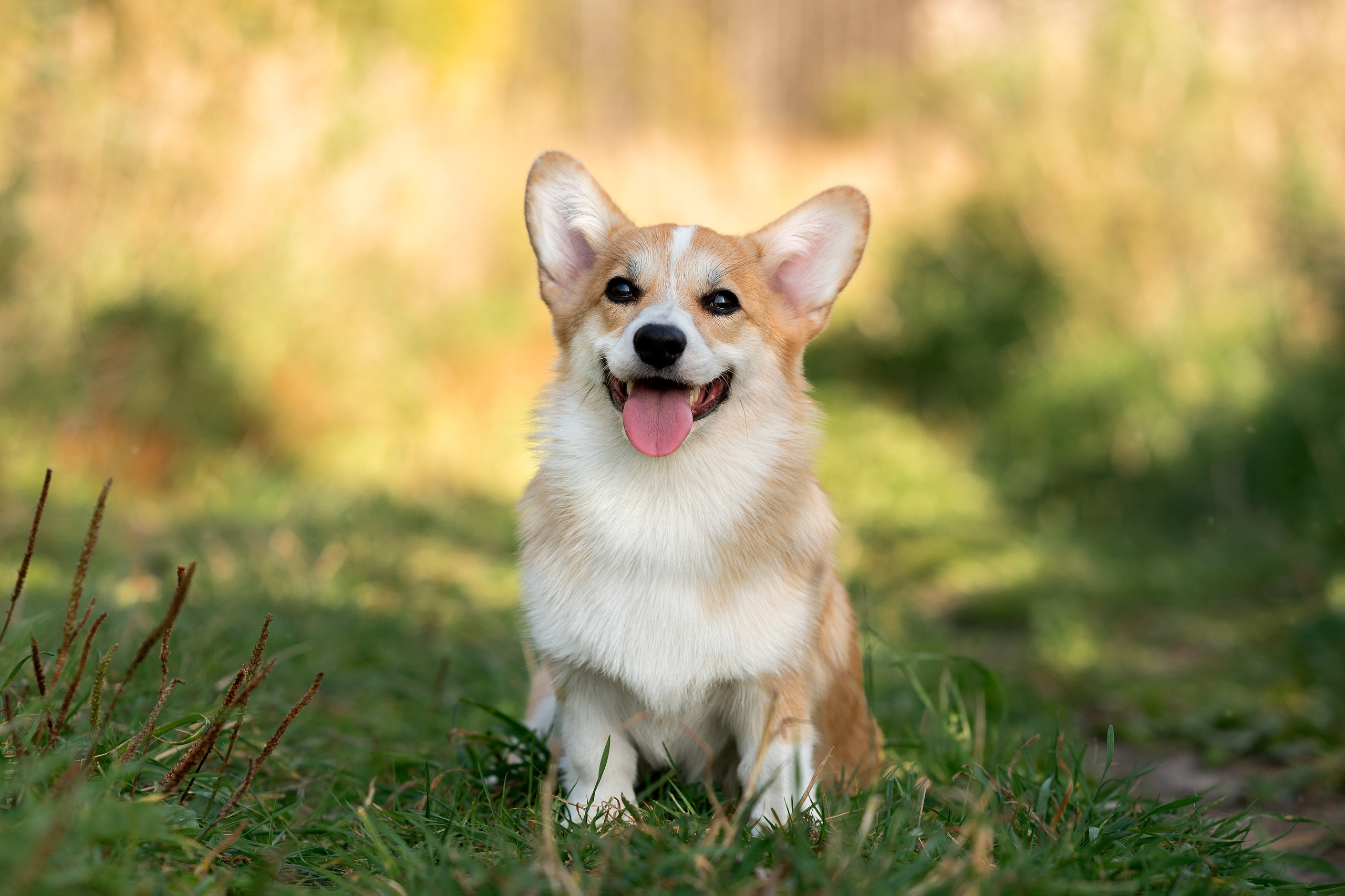 Заводчик Ольга Кушкина. Творческий фотограф Вологда