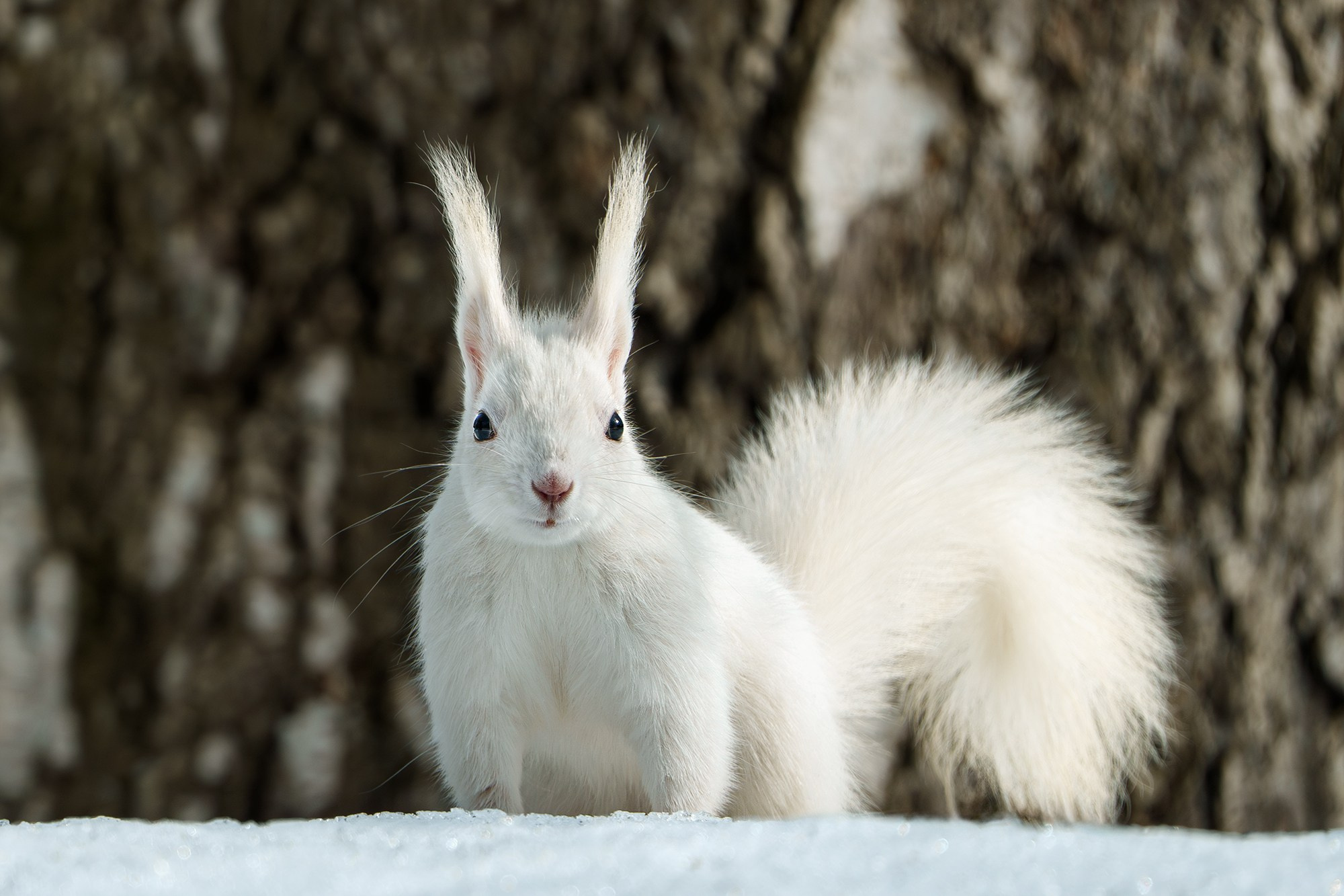 Животные. Ваш личный фотограф Марина Волкова