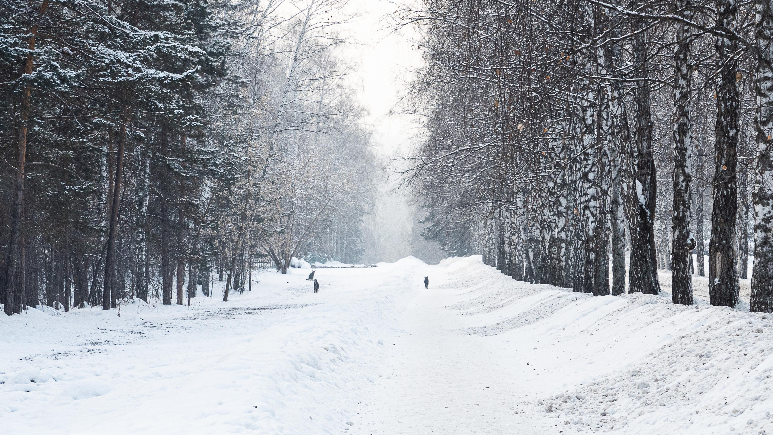 Фото для интерьера. Фотограф Алексей Школдин. Новосибирск