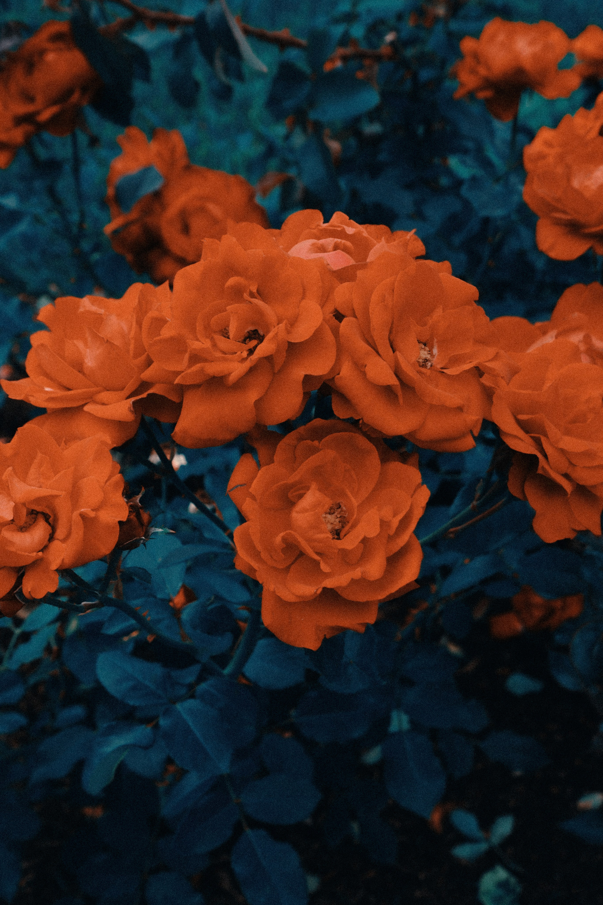 ВДНХ. Фотограф Алиса Аспер