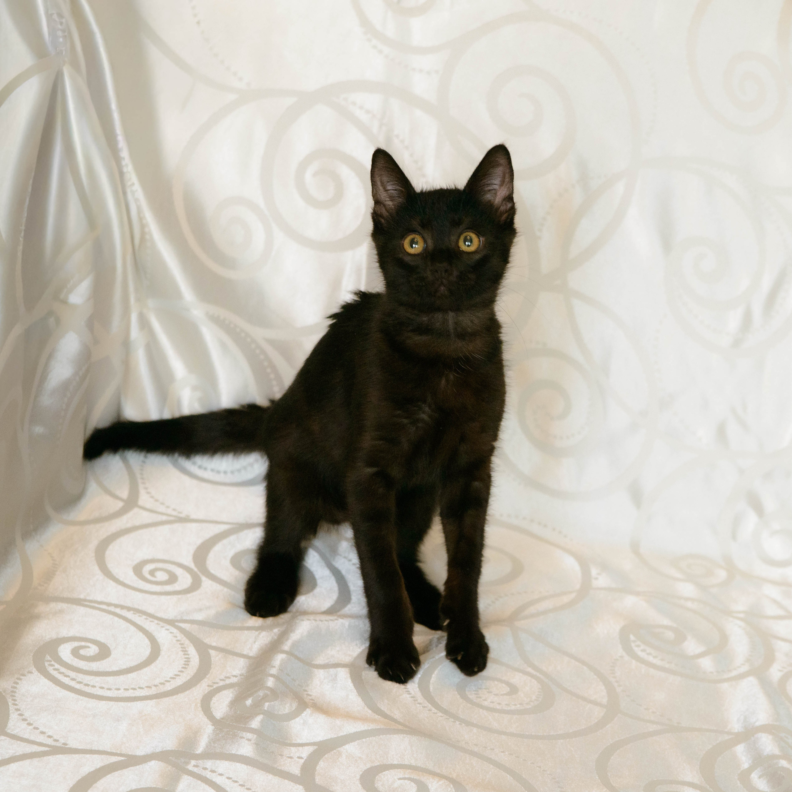 Котёнок. Фотосессии