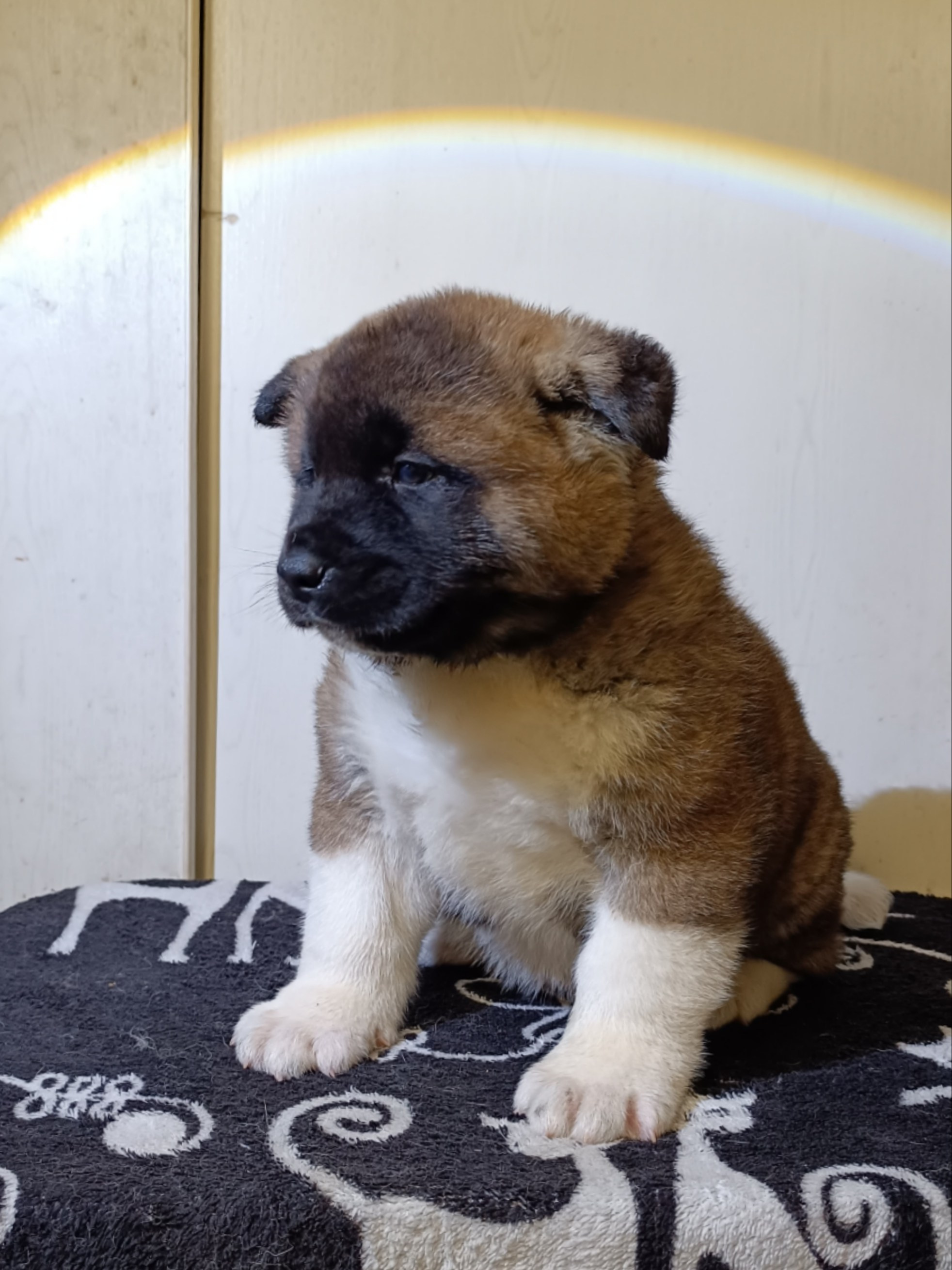 Rubylight Cirrus. Американская акита I Сиба ину I Питомник RUBYLIGHT