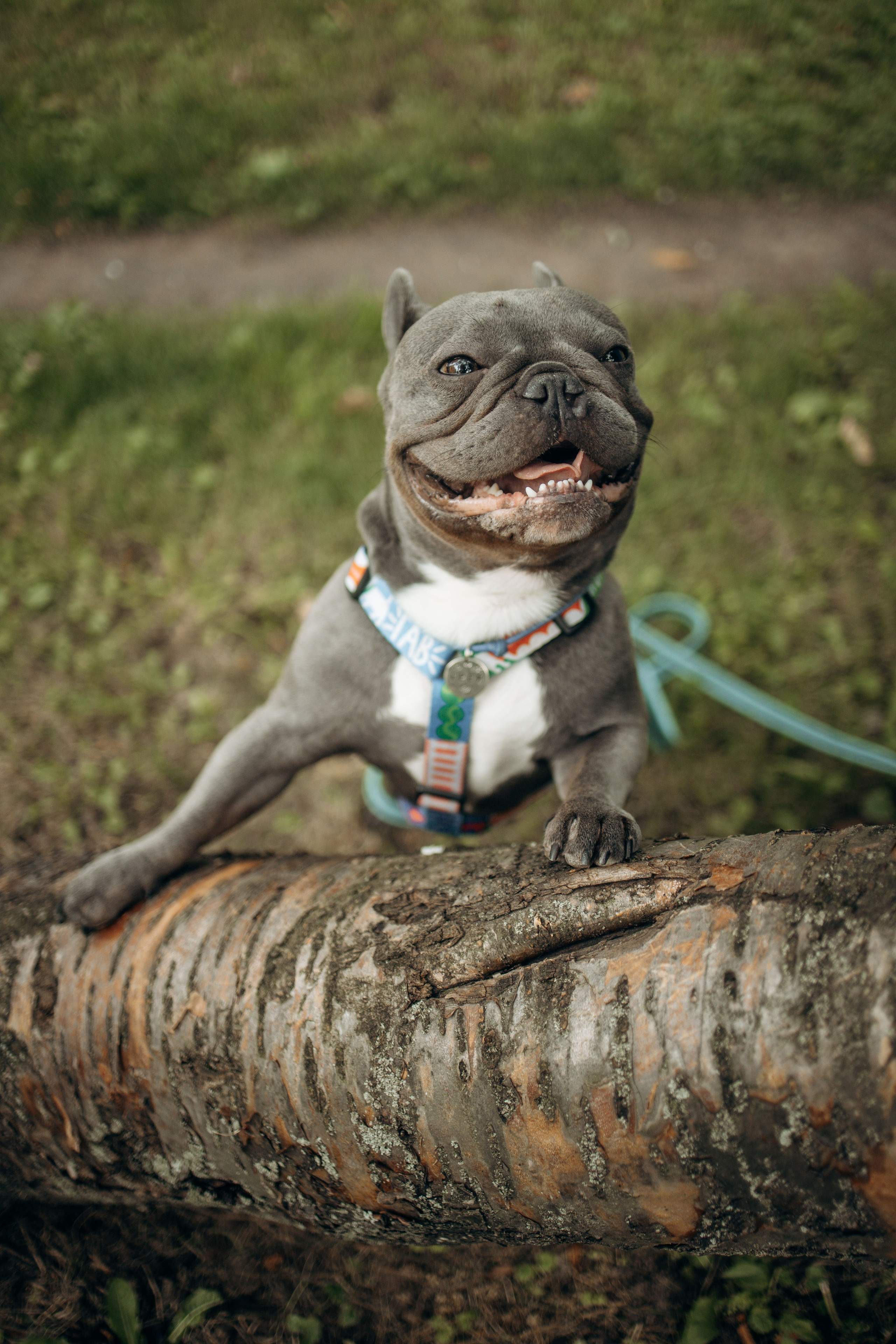 Грей и его семья