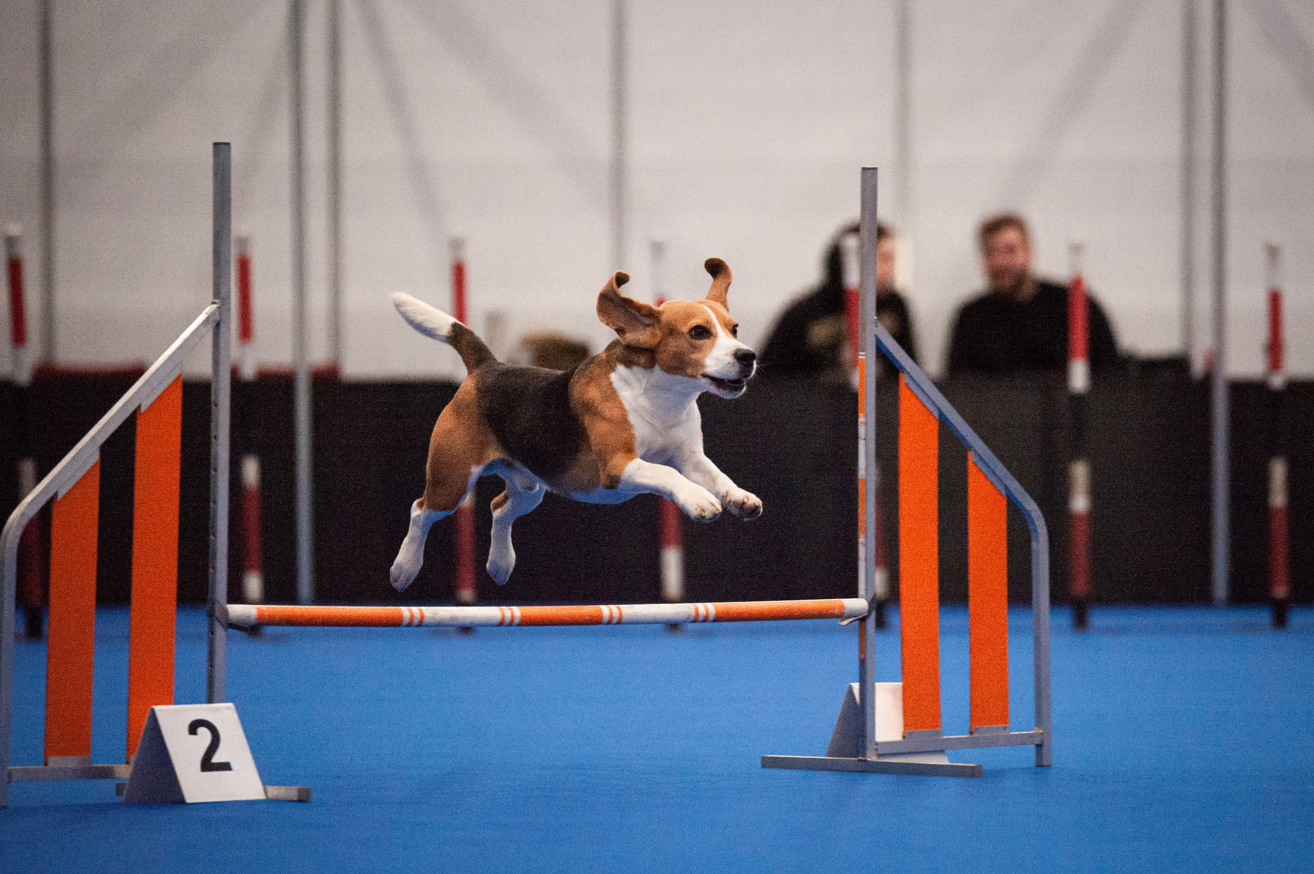 Спорт. Танцевальный фотограф Анна Берзина, Санкт-Петербург