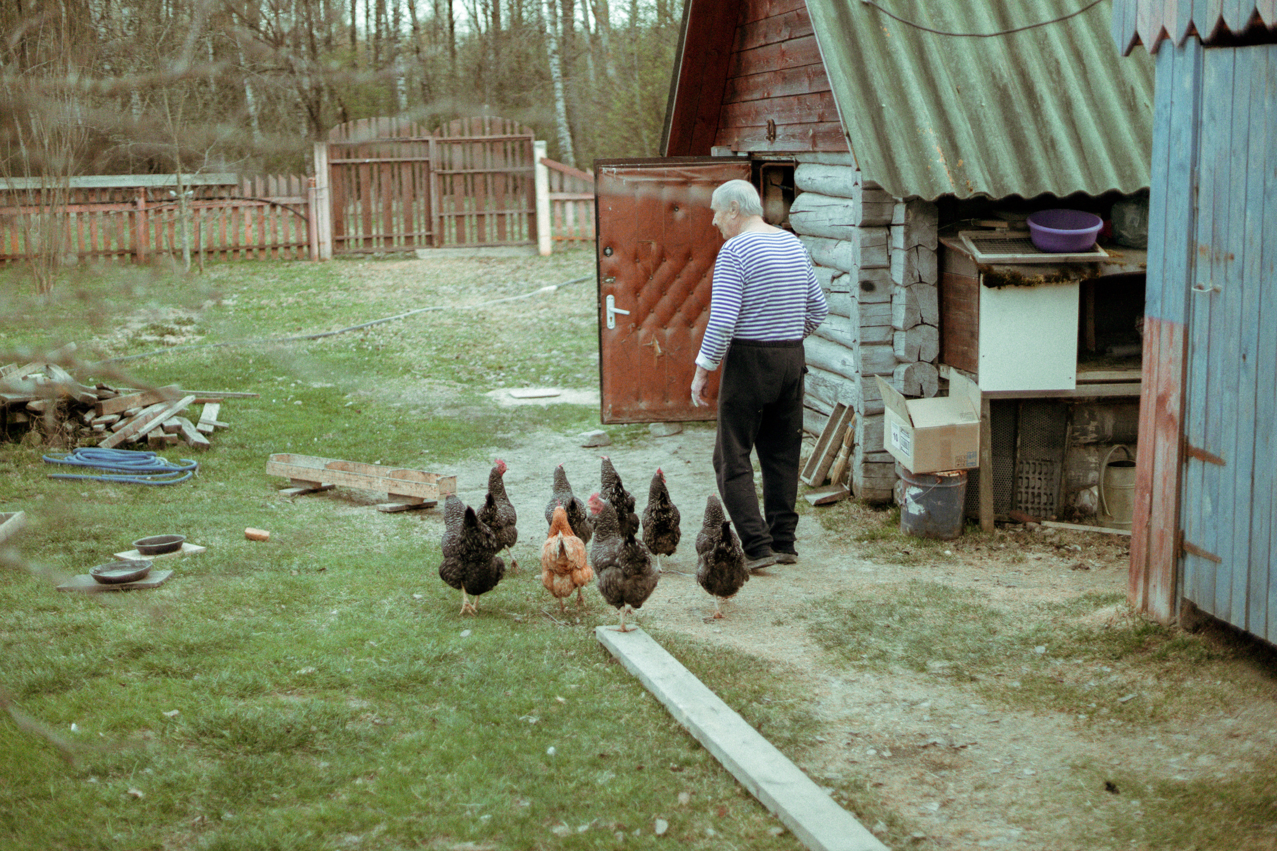 Курочек надо спать уложить