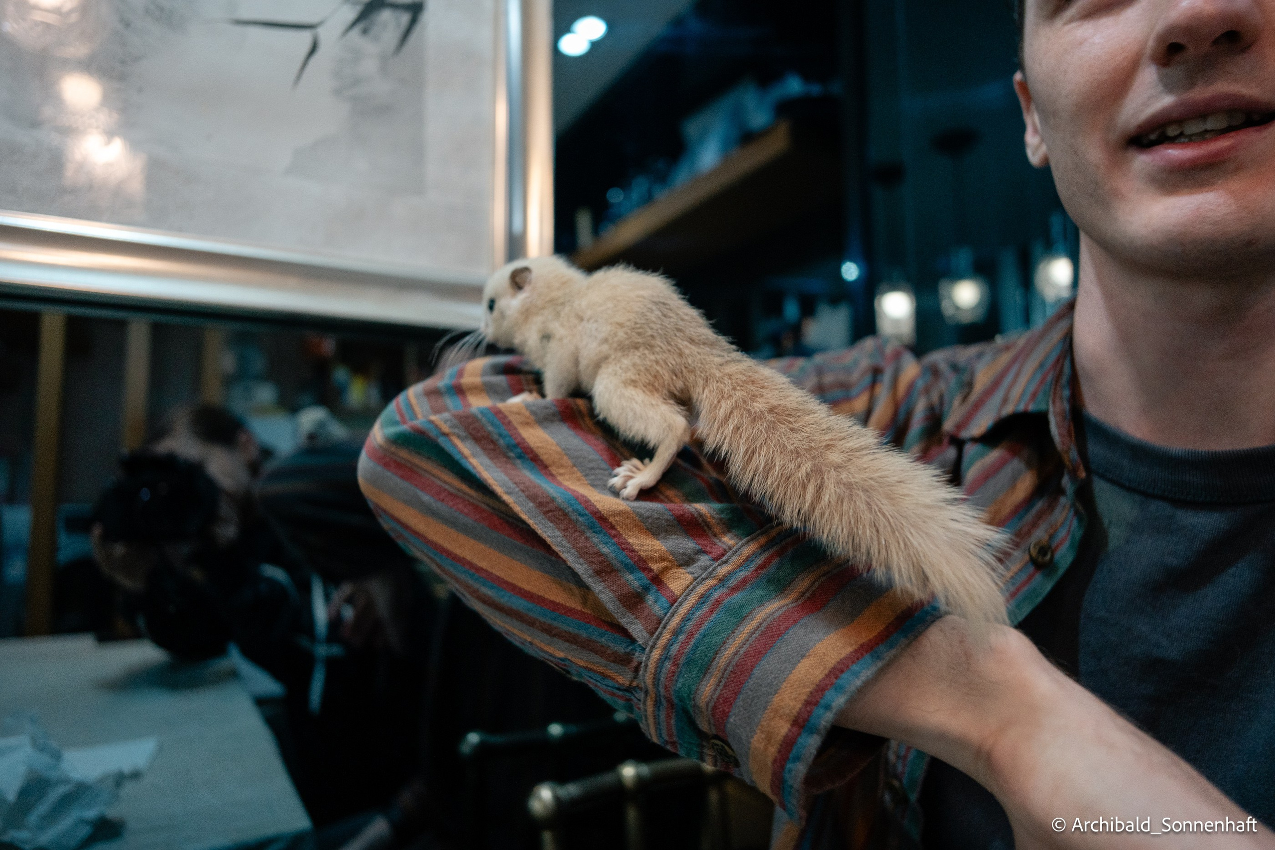 Cat, squirrel, japanese food and stand-up. Photographer in Guangzhou, China. Archibald Sonnenhaft