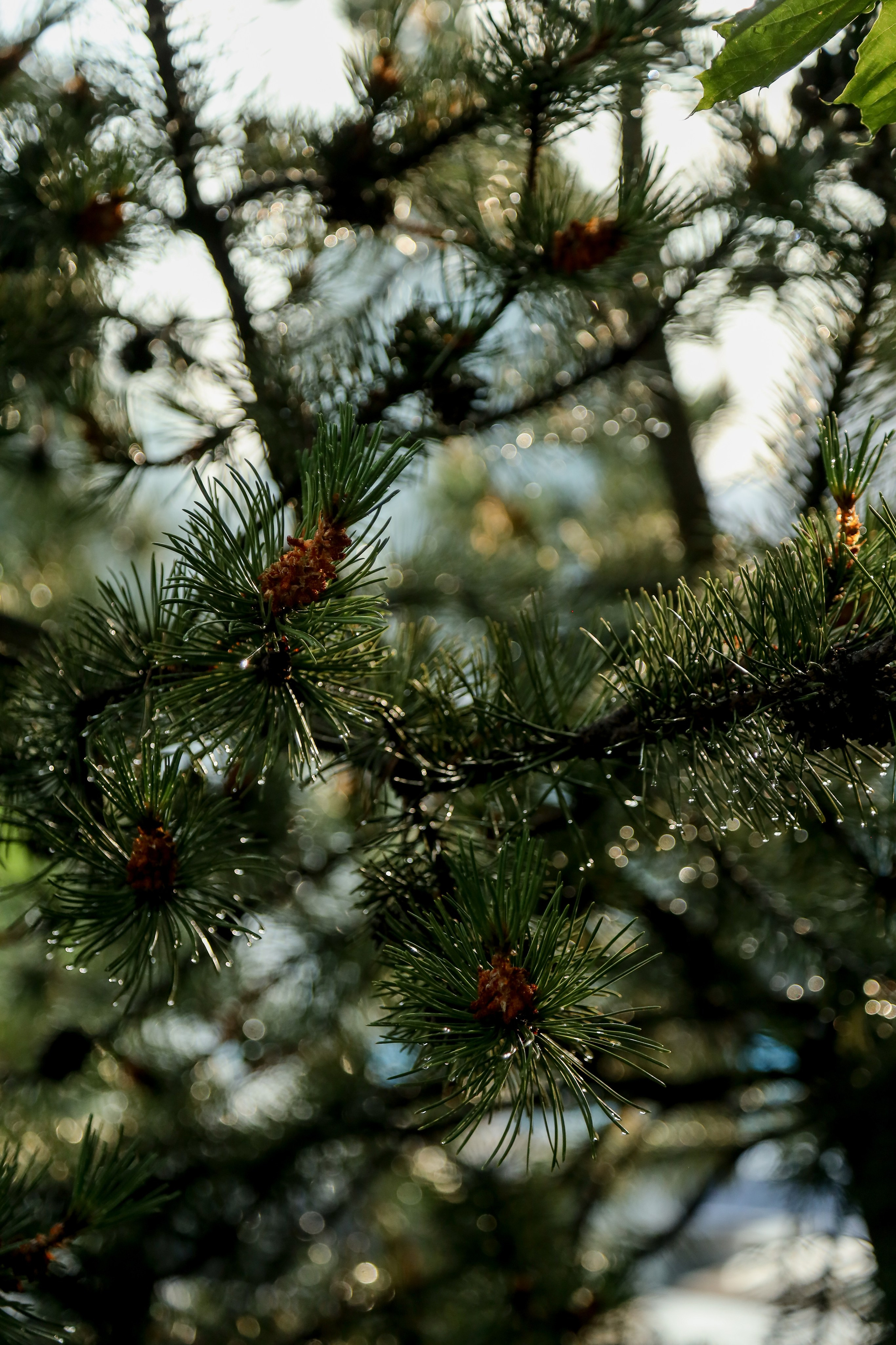 DIS регата2024. Фотограф Антон Чупринин