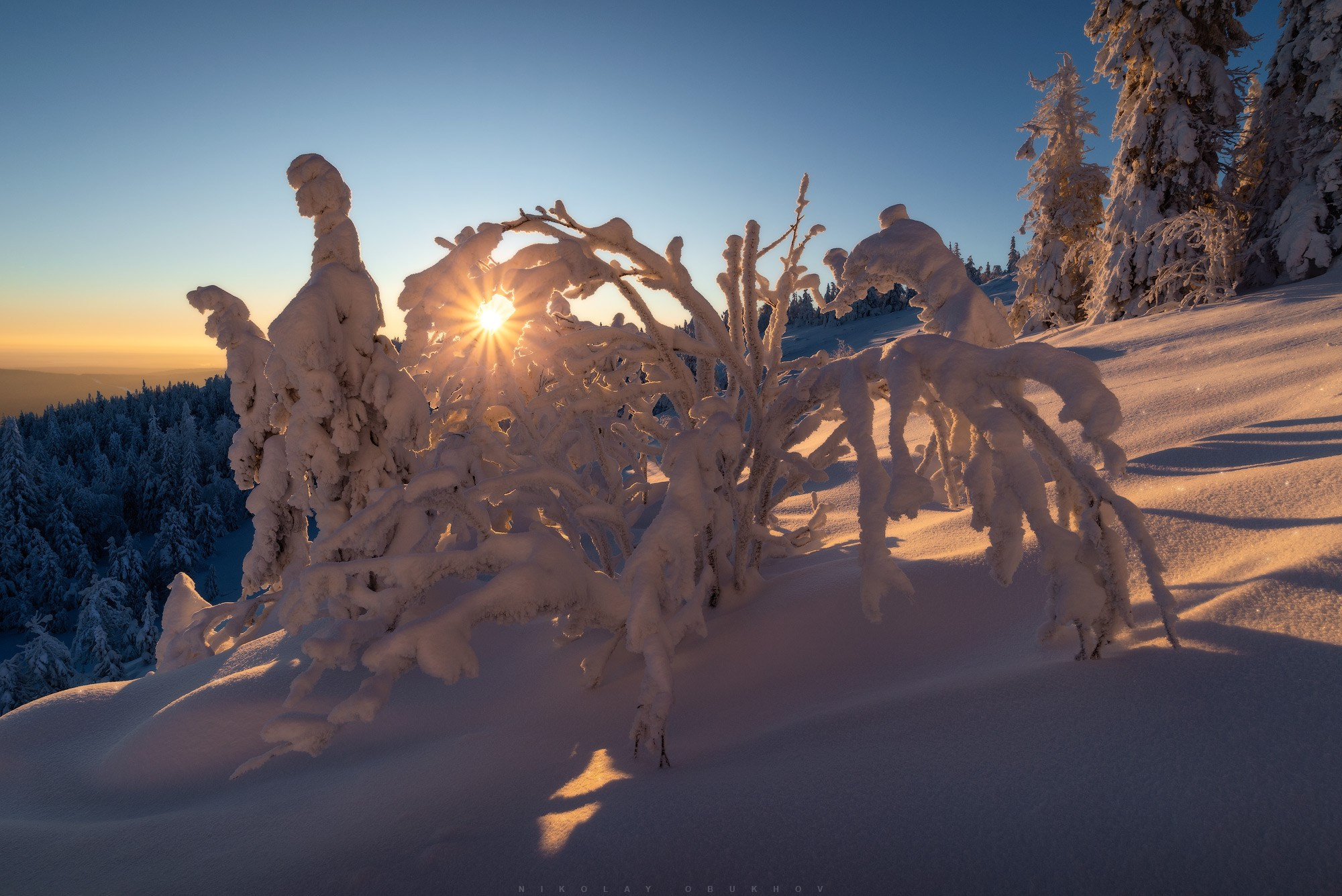 Фото зимнего утра на горе Белая возле Нижнего Тагила: восходящее солнце просвечивает сквозь ветви придавленного снегом дерева.
