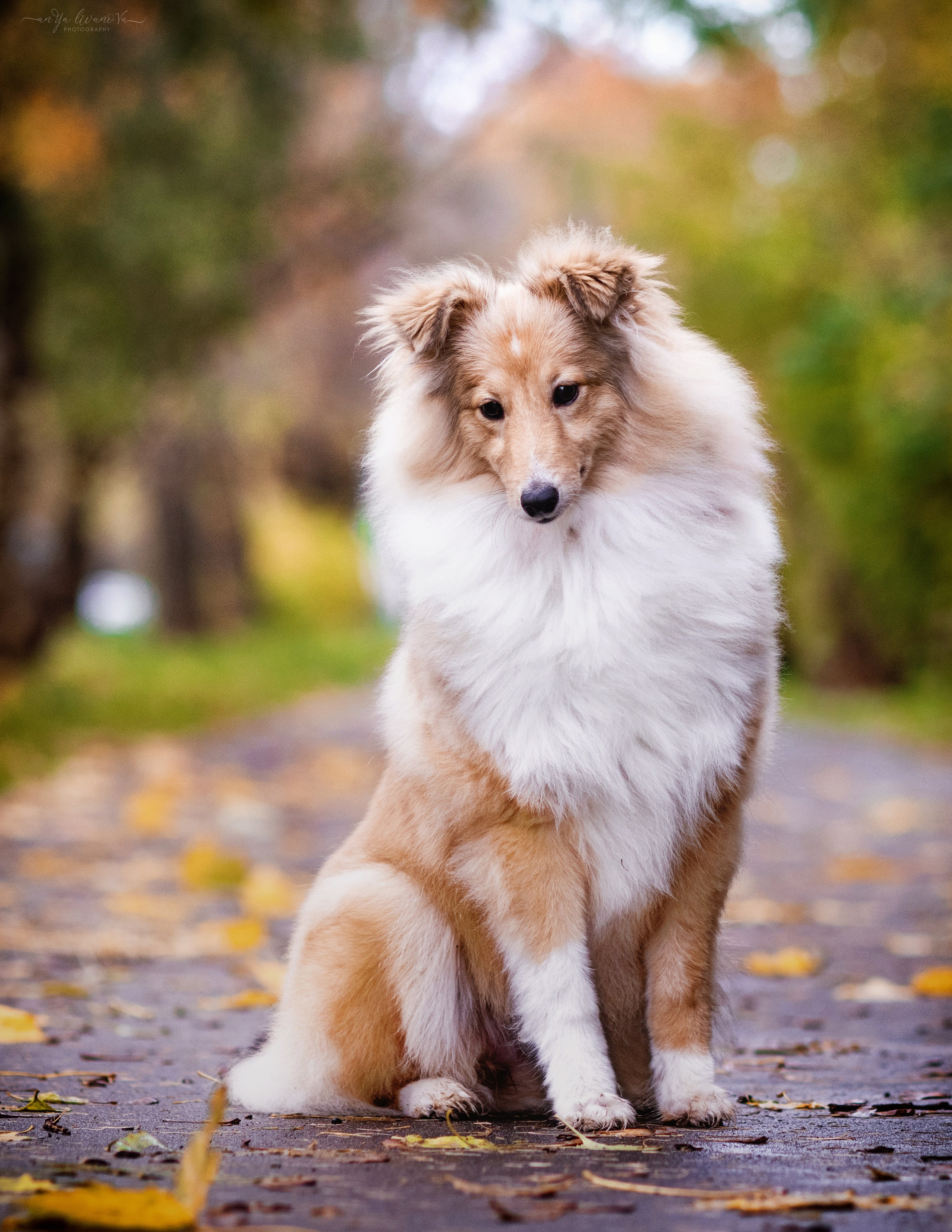 Бетти. Фотограф анималист Аня Ливанова | Рыбинск