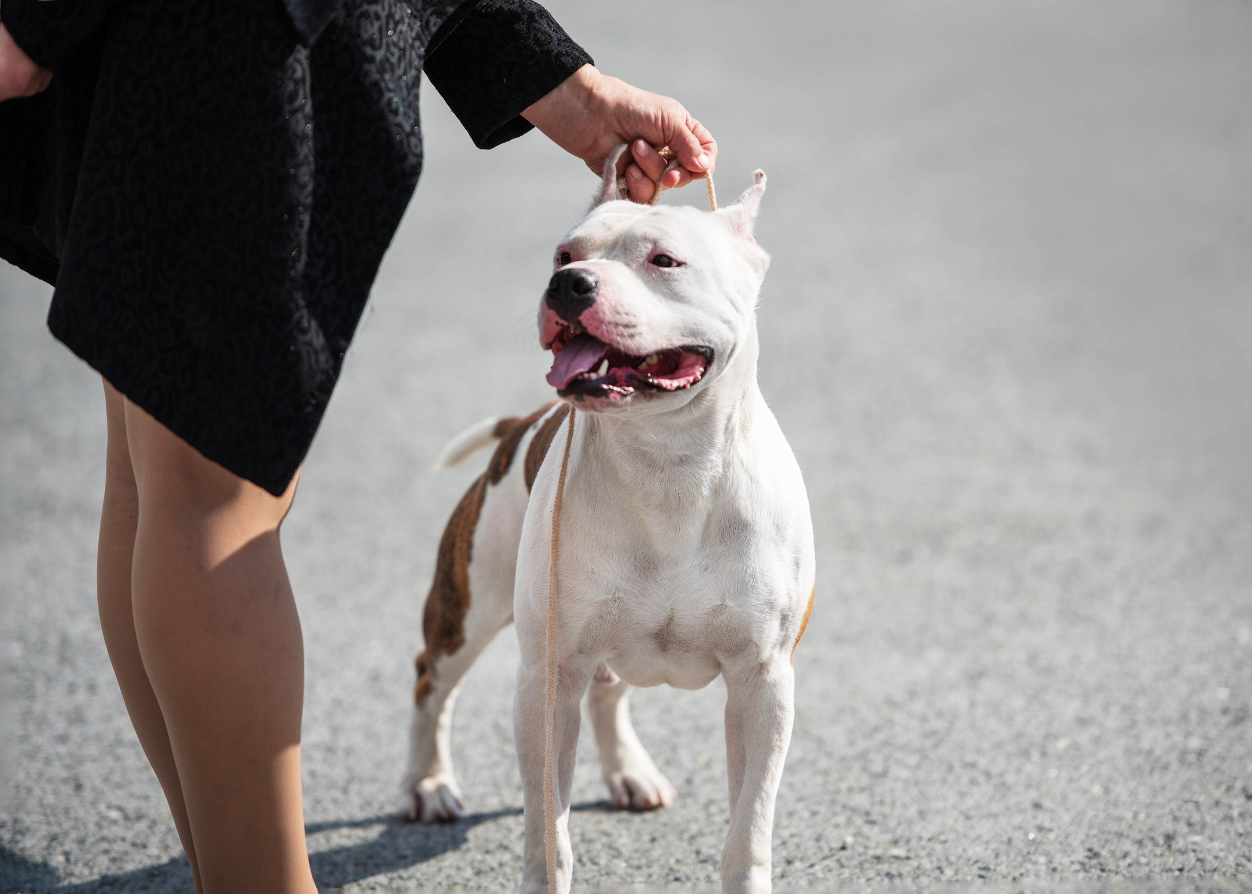 Выставка собак Тюмень 02.09.2023. Дог-фотограф в Тюмени Александра Королева