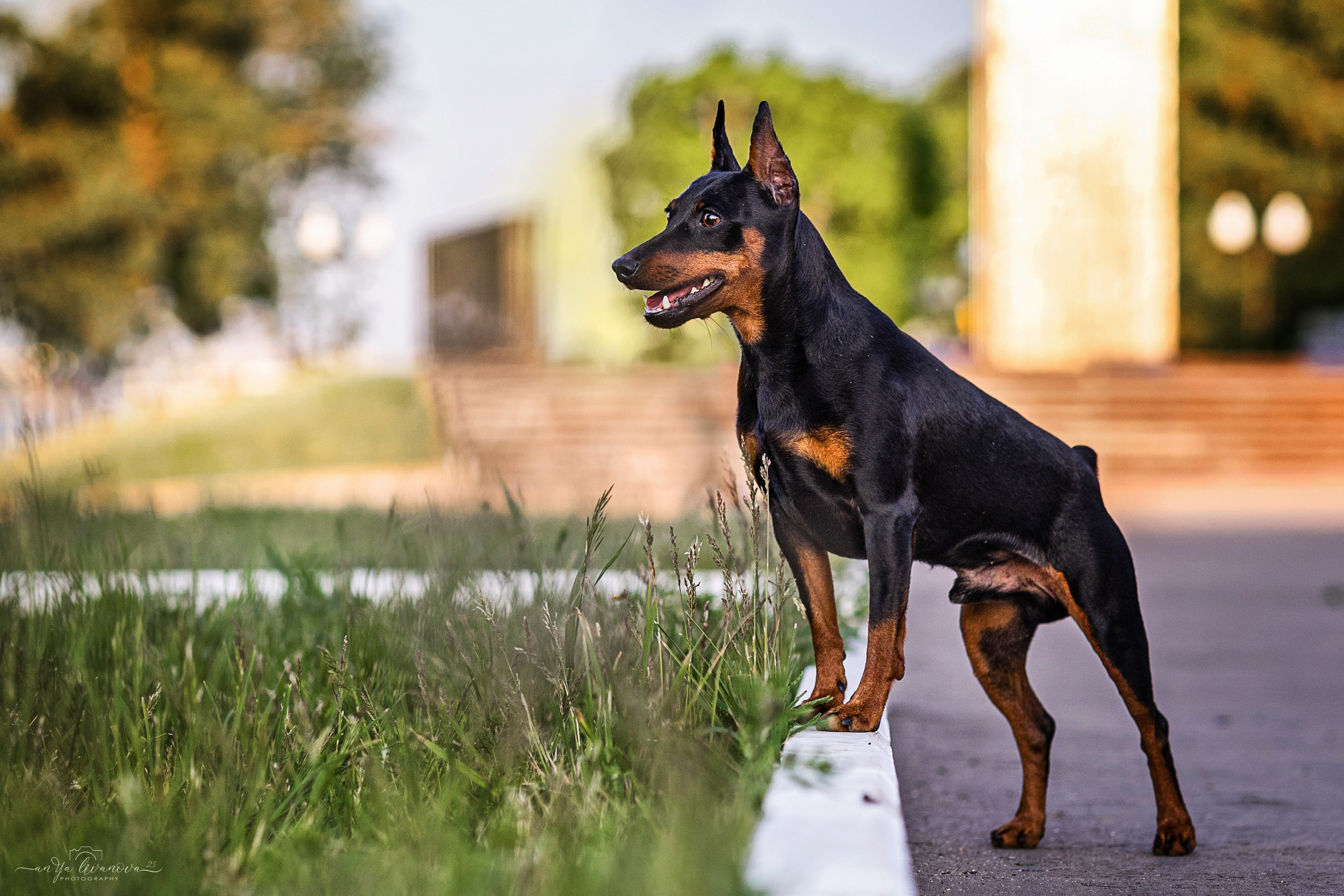Буба. Фотограф анималист Аня Ливанова | Рыбинск