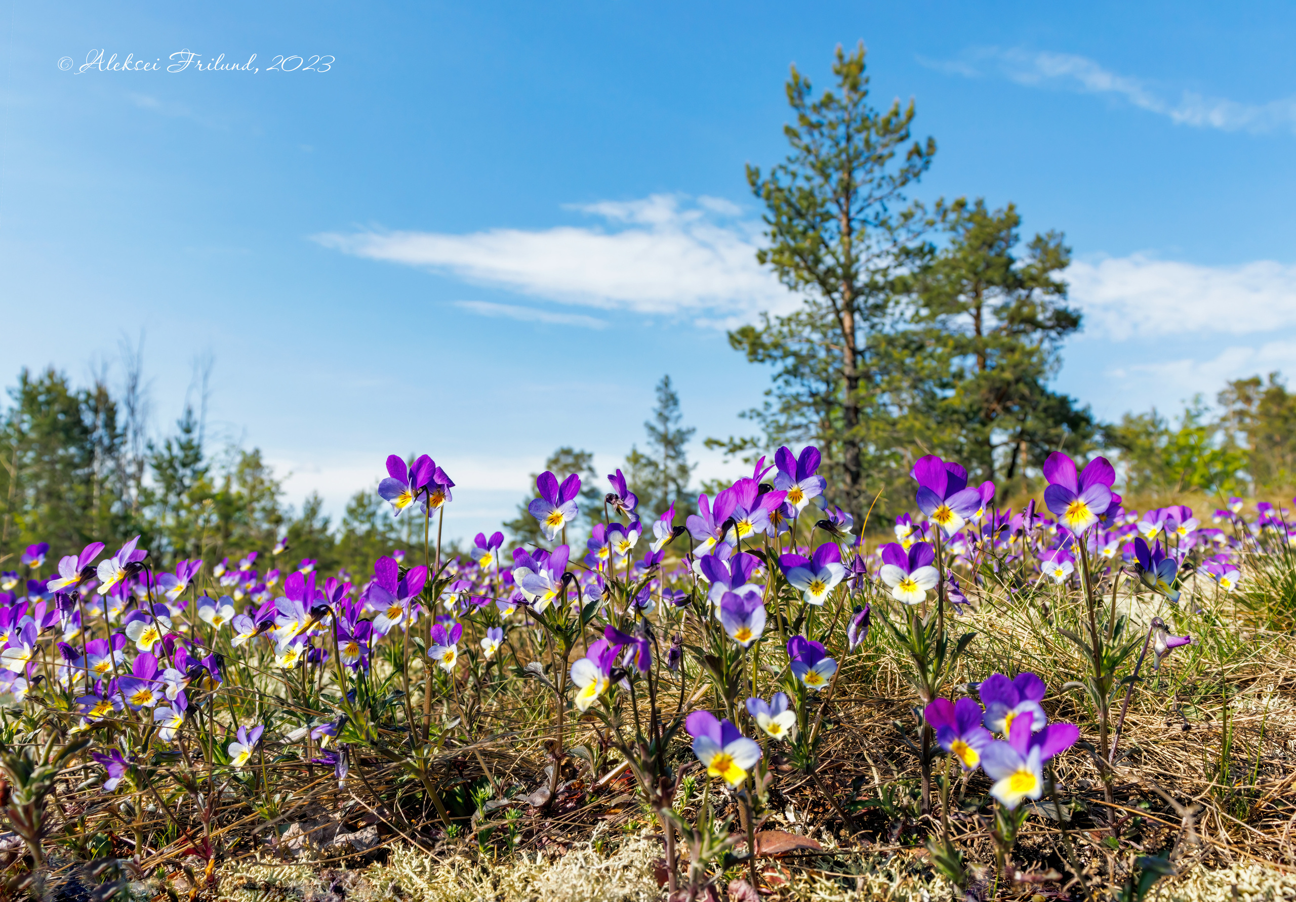 Природа Карелии. Аэросъемка. Фото и Видео в Карелии. Алексей Фрилунд