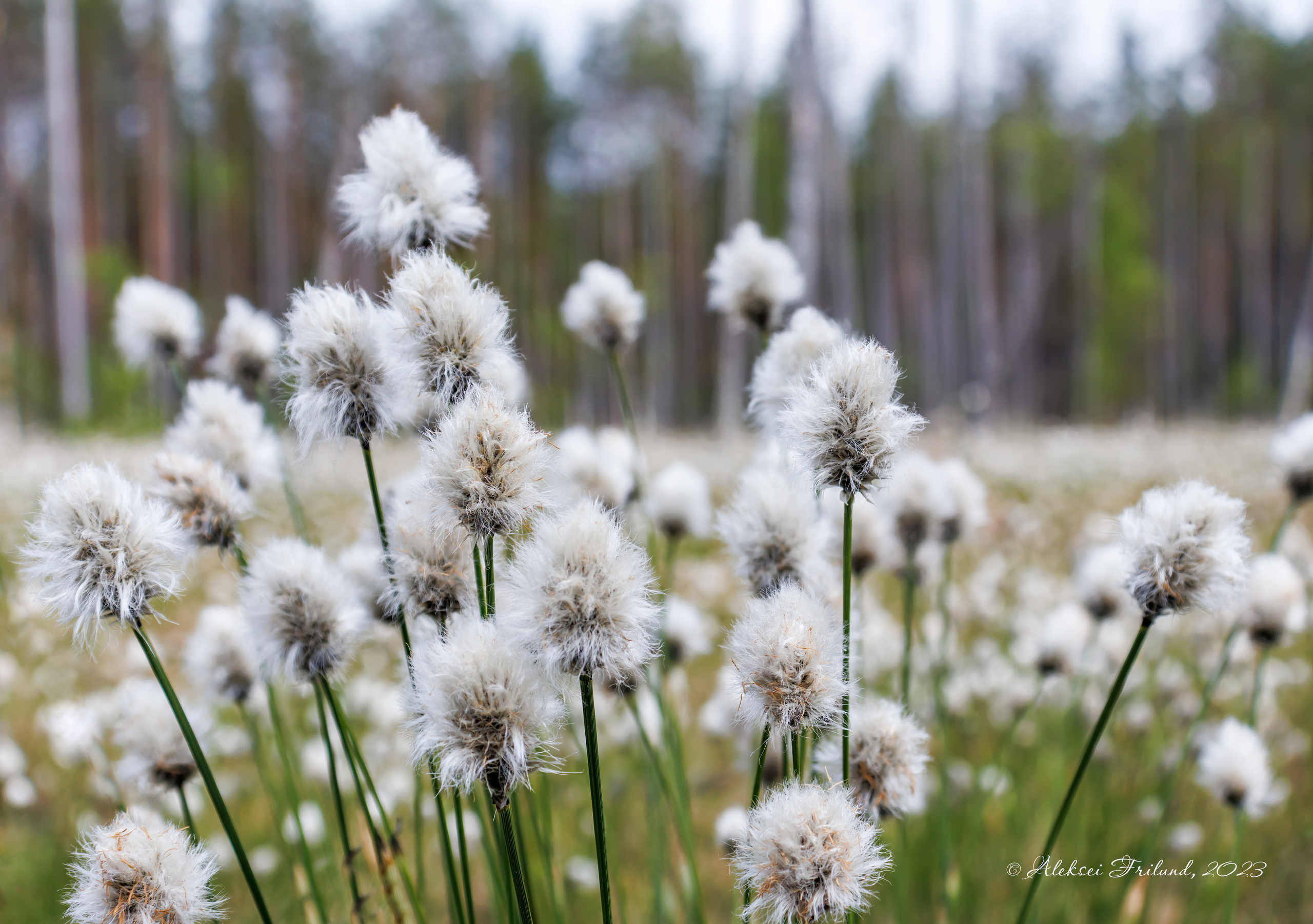 Природа Карелии. Аэросъемка. Фото и Видео в Карелии. Алексей Фрилунд
