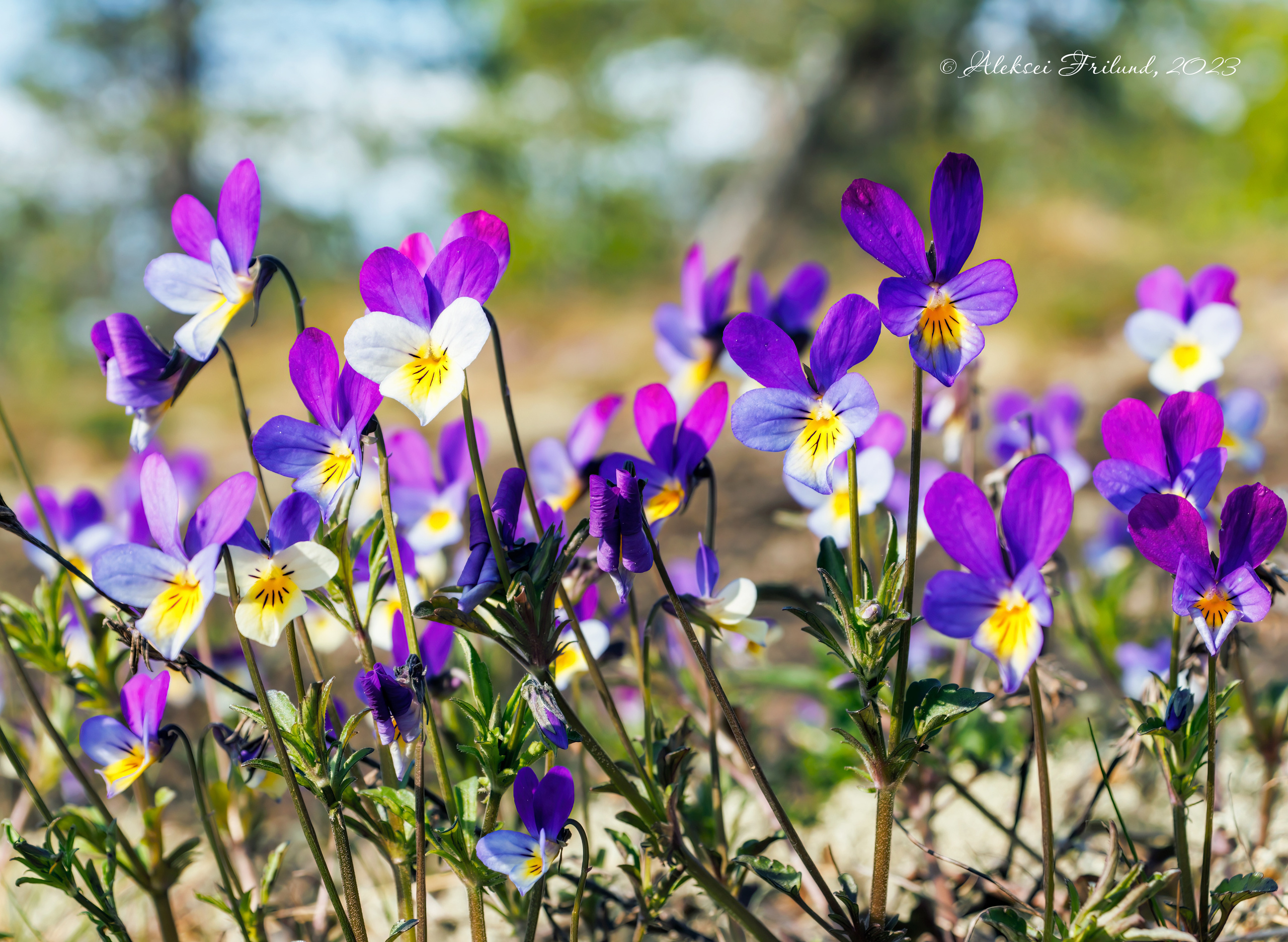 Природа Карелии. Аэросъемка. Фото и Видео в Карелии. Алексей Фрилунд