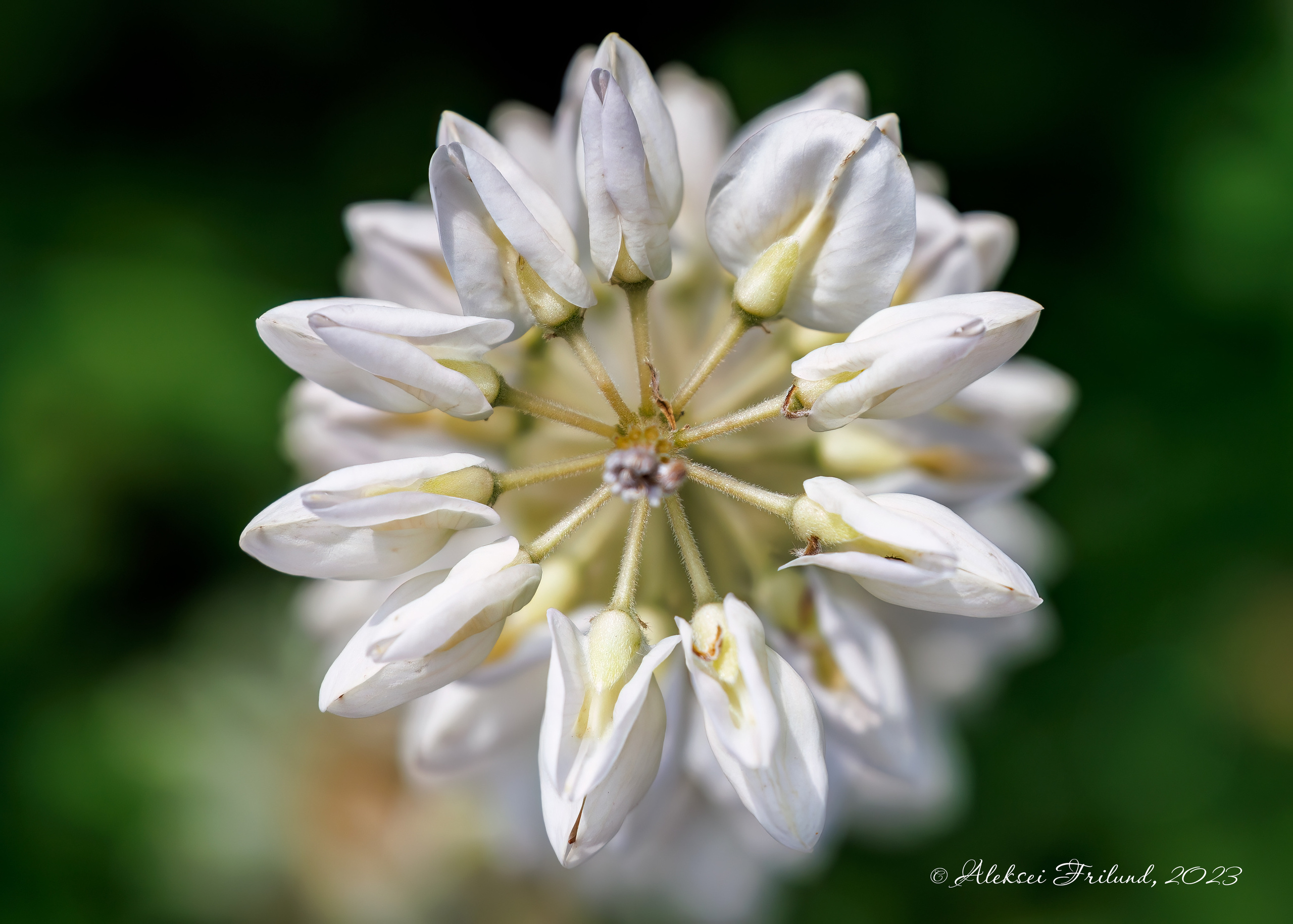 Природа Карелии. Аэросъемка. Фото и Видео в Карелии. Алексей Фрилунд