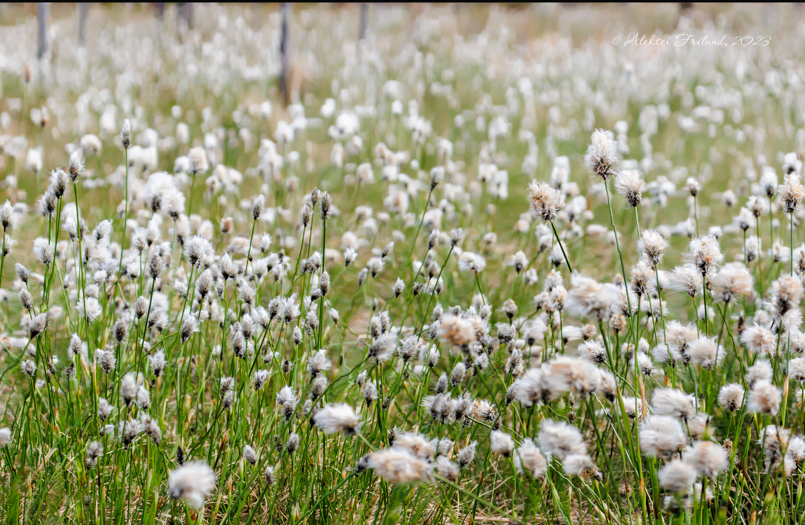 Природа Карелии. Аэросъемка. Фото и Видео в Карелии. Алексей Фрилунд