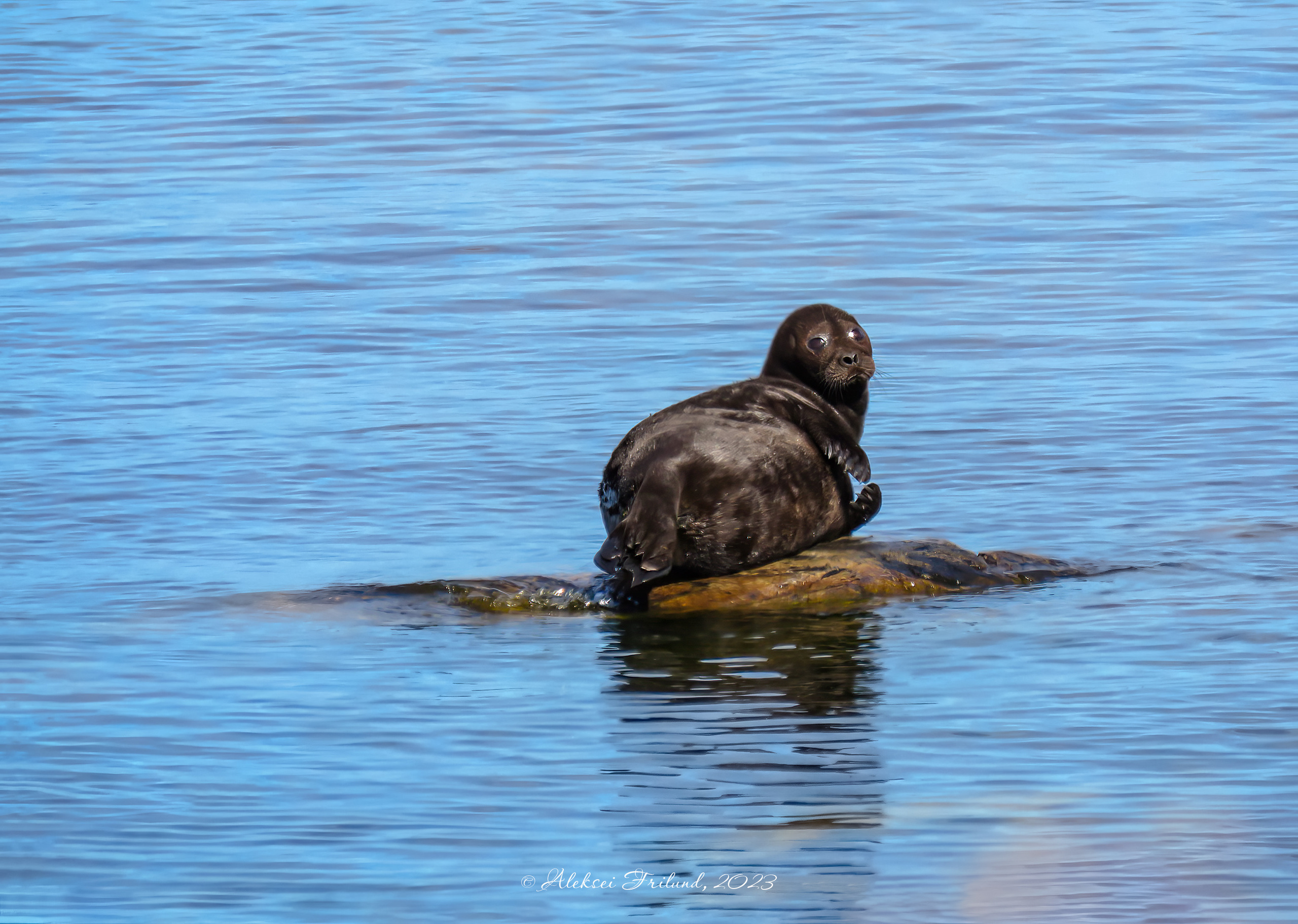 Природа Карелии. Аэросъемка. Фото и Видео в Карелии. Алексей Фрилунд