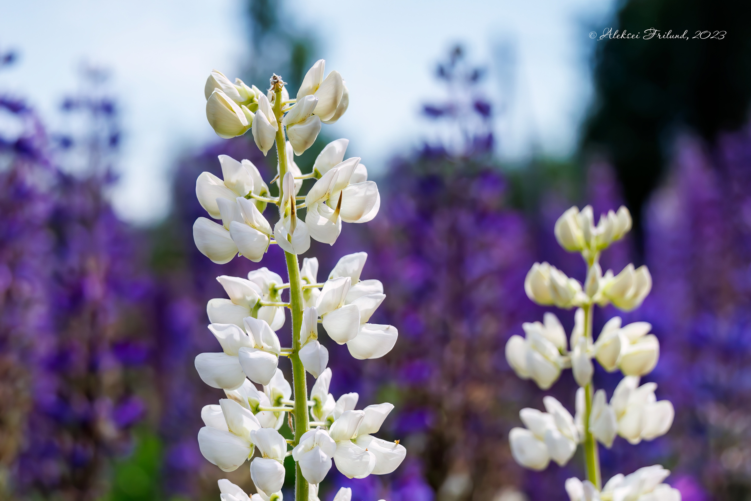Природа Карелии. Аэросъемка. Фото и Видео в Карелии. Алексей Фрилунд