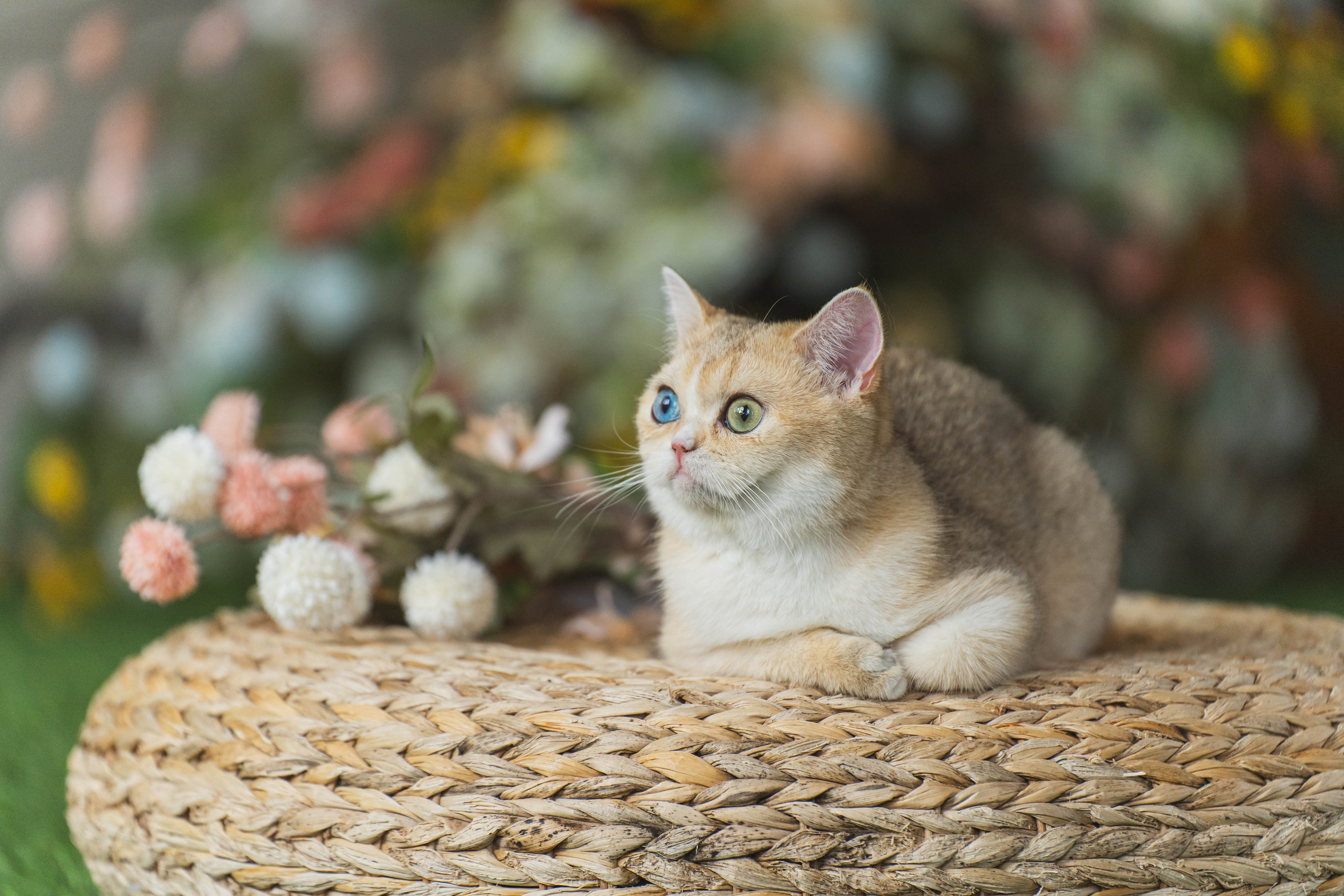 Питомник Шотландских кошек. Фотограф в Москве Ленарская Дарья