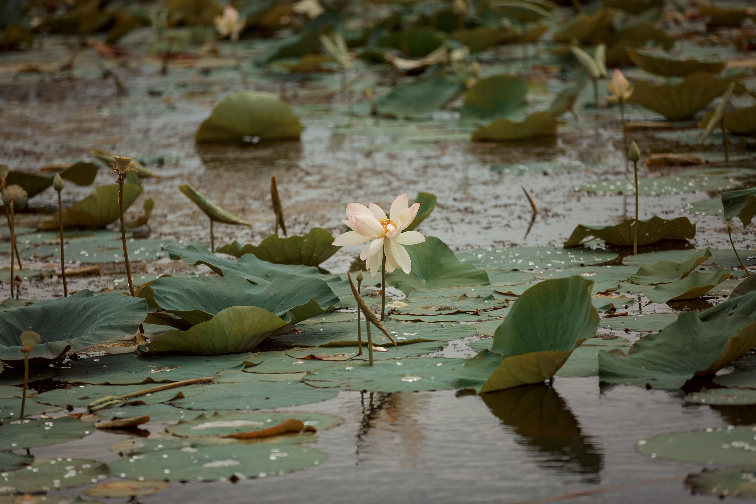 Пейзаж. Детская Конная фотография в Москве Юлия Шепелева