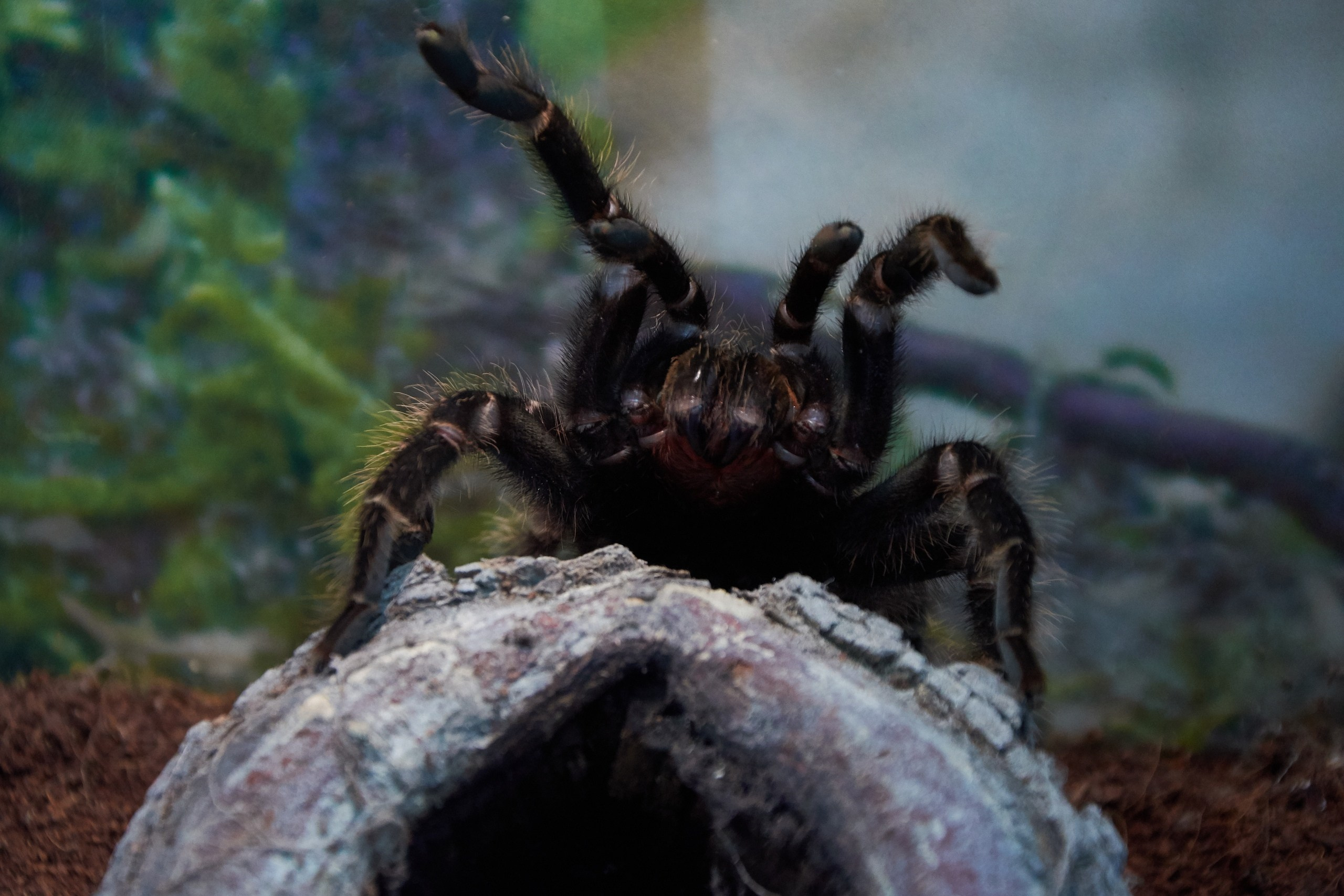 Костромской экзотариум. Ольга Чёкотова (Фотограф Кострома)