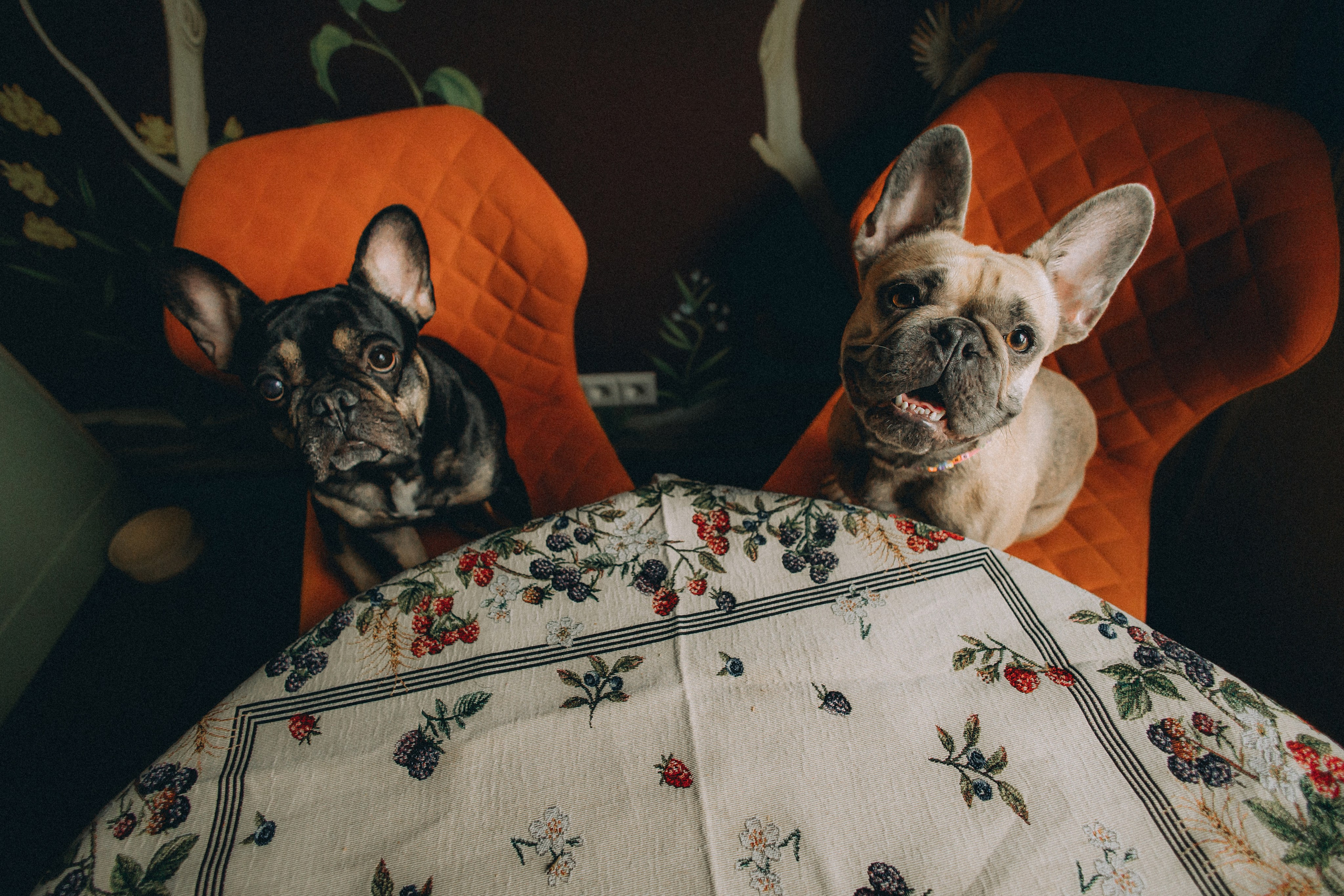 Юля, Мия и Зек