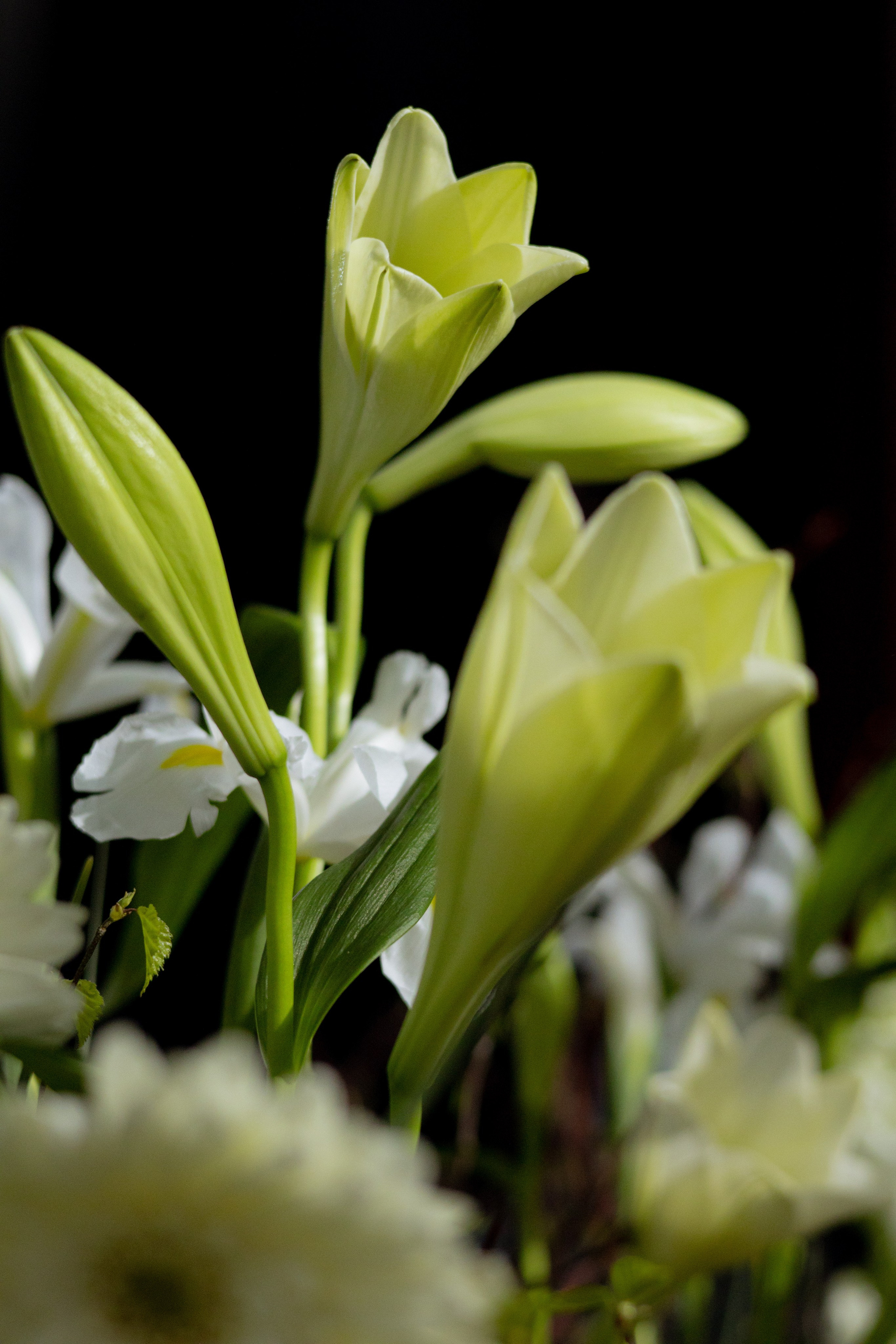 Оформление Отчетного концерта Музыкальной школы Глазунова. Оформление свадеб, декор свадеб Вера Маркова, Москва