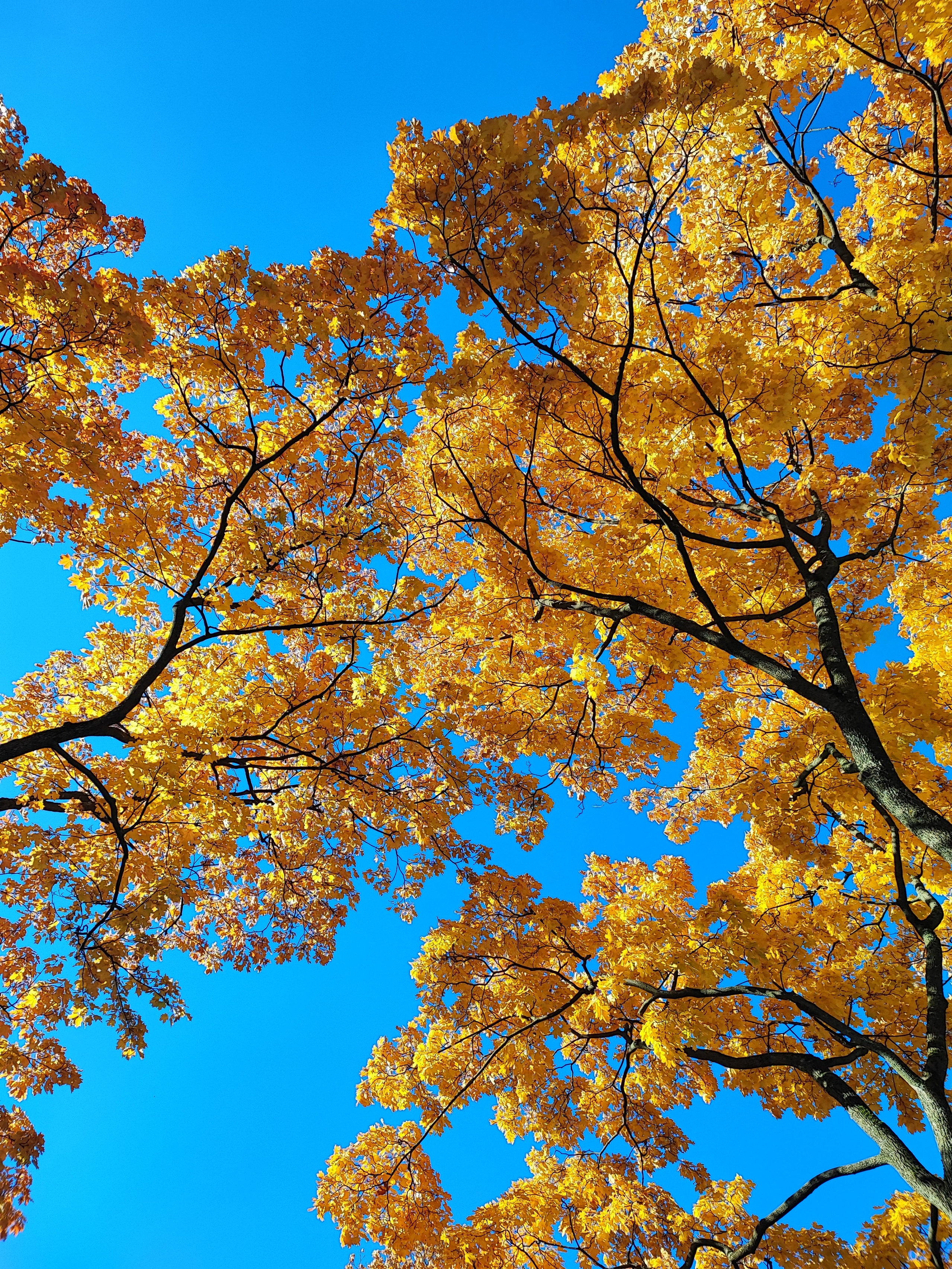 Намобилкус питерский. Репортажный фотограф Алексей Пирязев