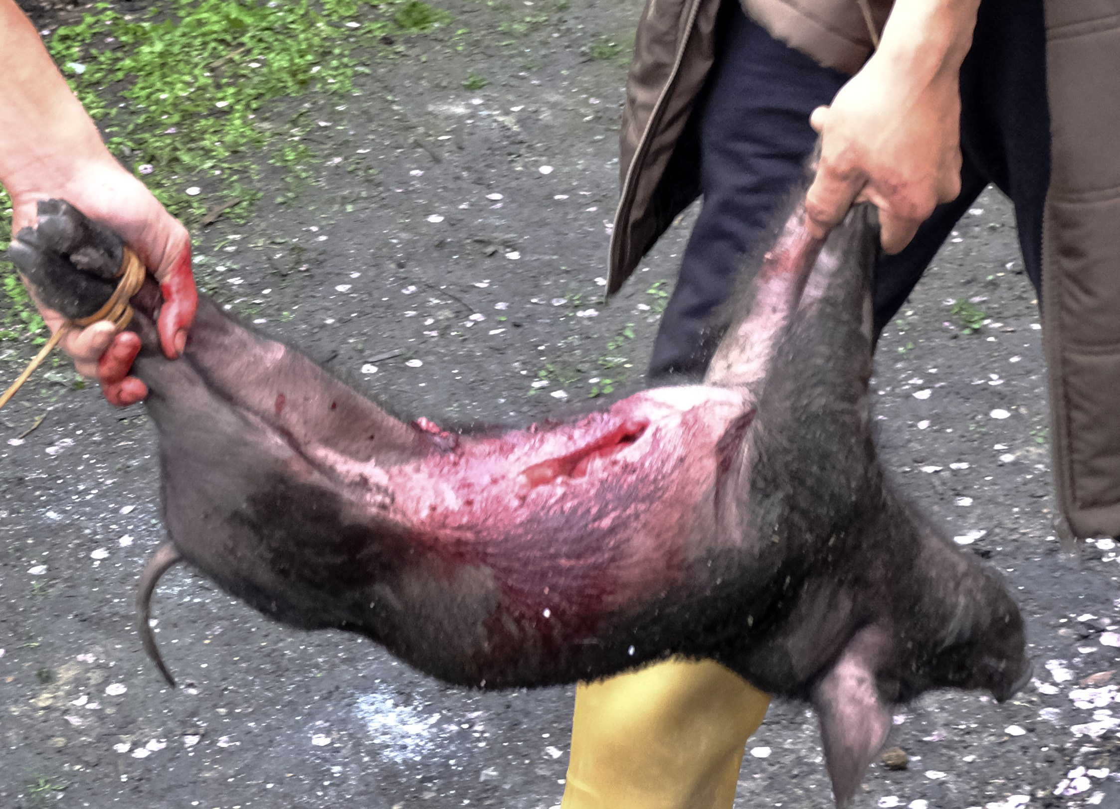 Жертвоприношение. Фотографии из путешествий